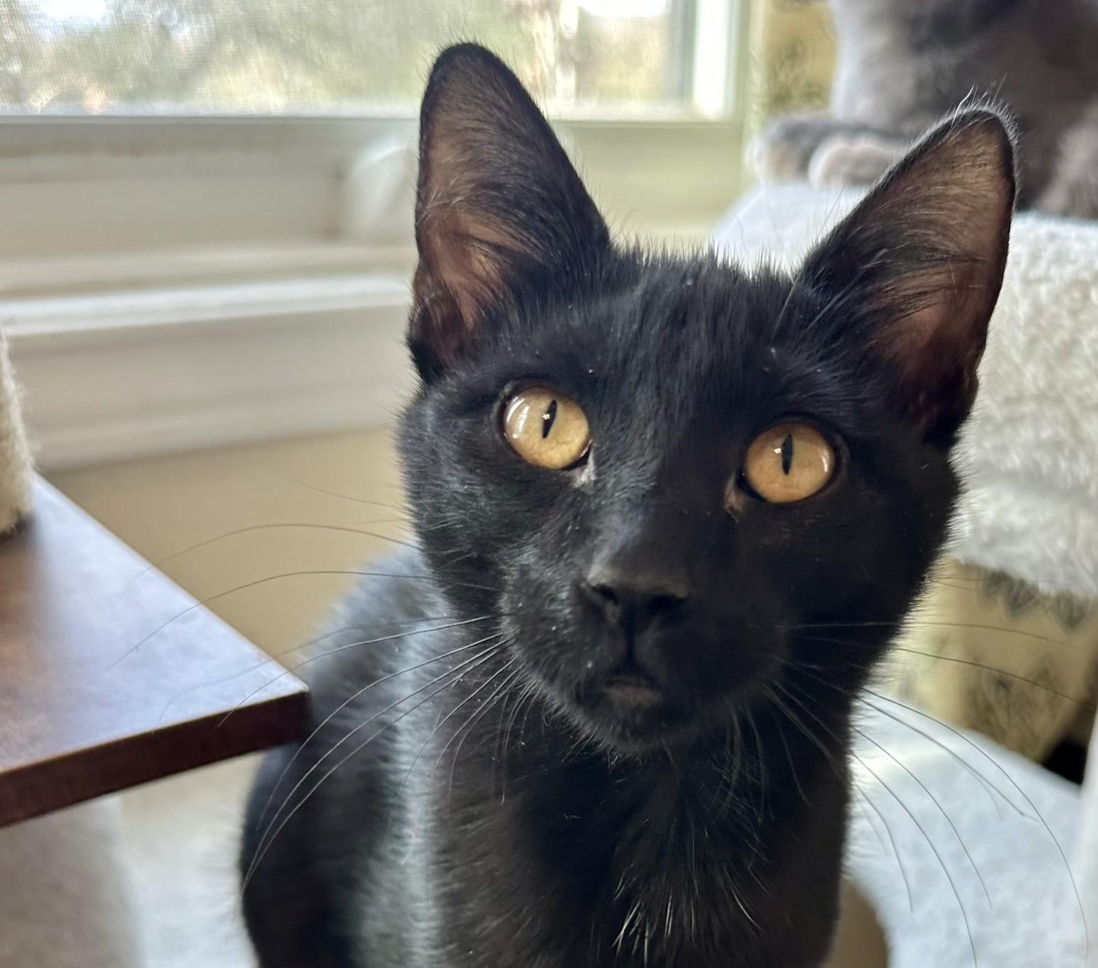 Enlarge Figaro, a Adoptable Domestic Short Hair in Houston, TX image 1/1