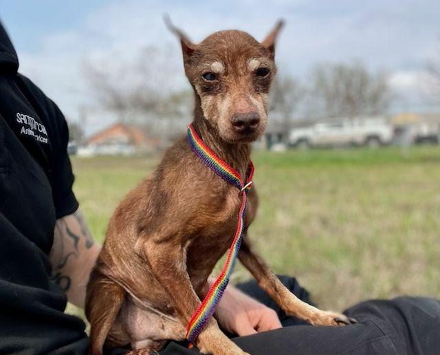 Ricardo, ADOPTABLE, Senior Male Miniature Pinscher.
