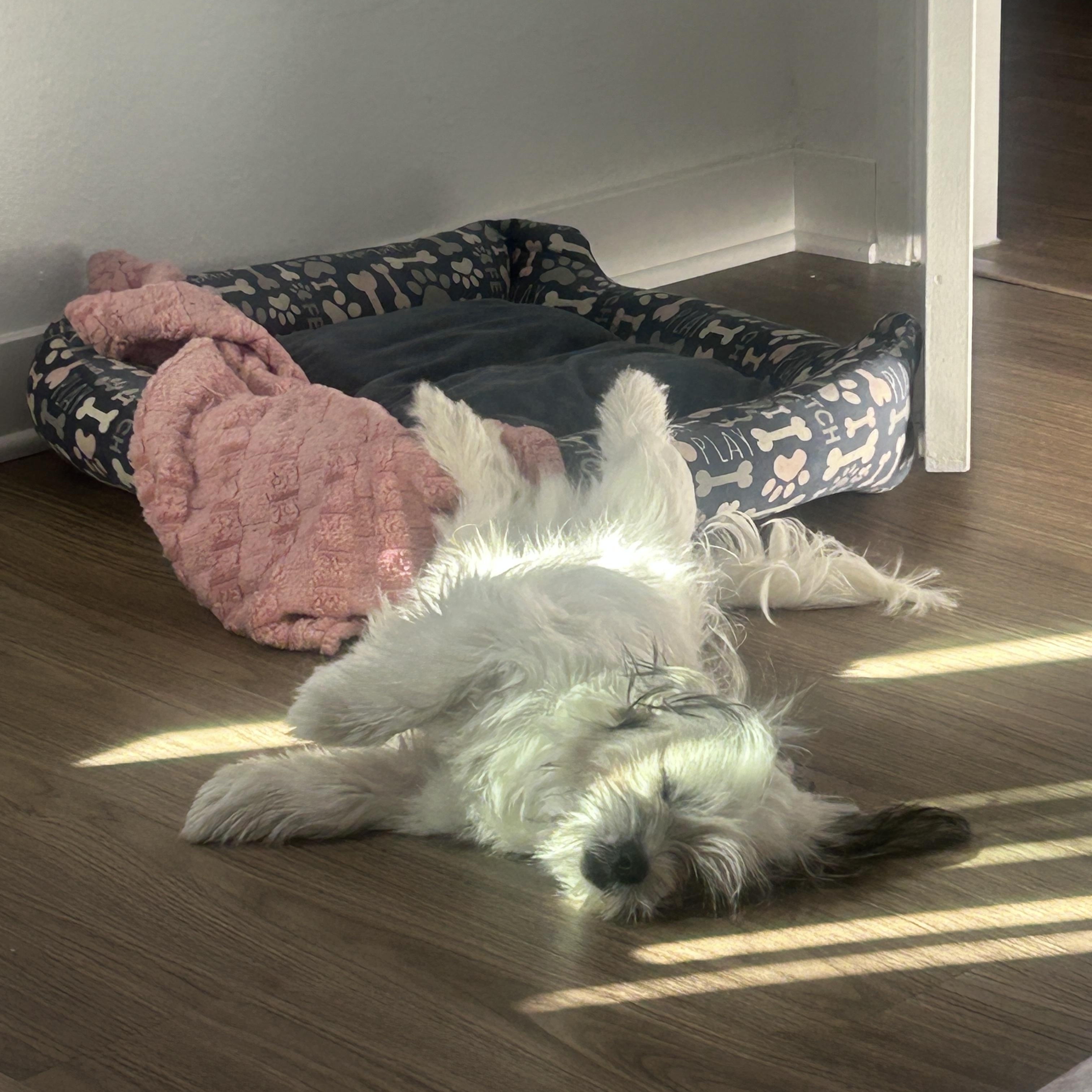 Enlarge Bear, a ADOPTABLE mixed breed in Sherman Oaks, CA image 4/4