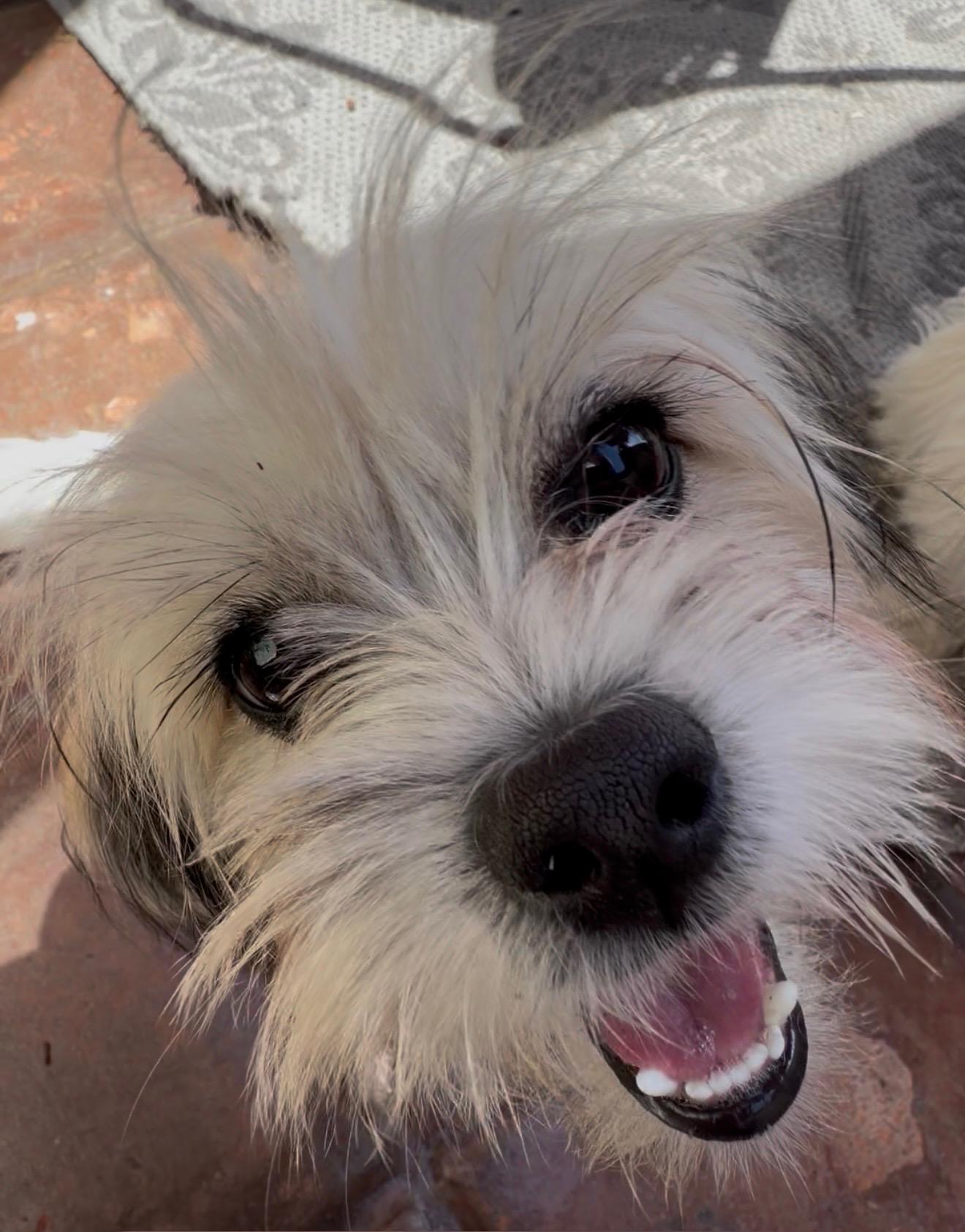 Bear, ADOPTABLE, Puppy Male Maltese & Pekingese.