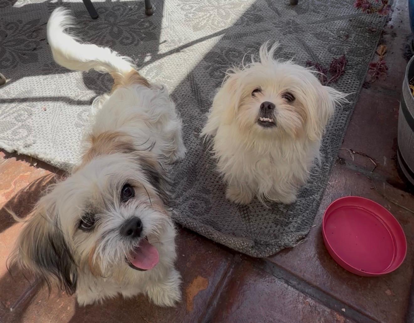 Enlarge Bear, a ADOPTABLE mixed breed in Sherman Oaks, CA image 3/4