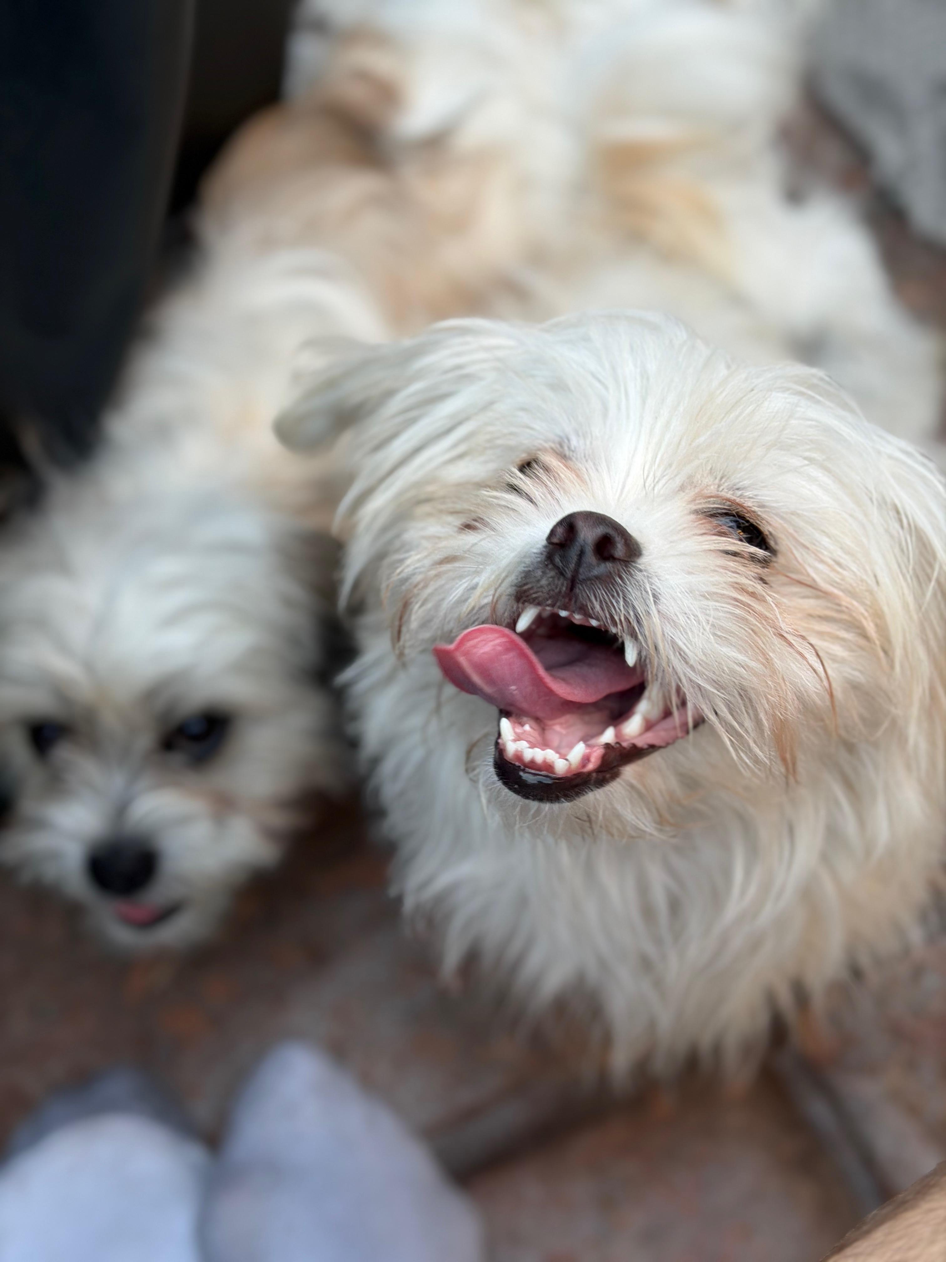 Enlarge Bear, a ADOPTABLE mixed breed in Sherman Oaks, CA image 2/4