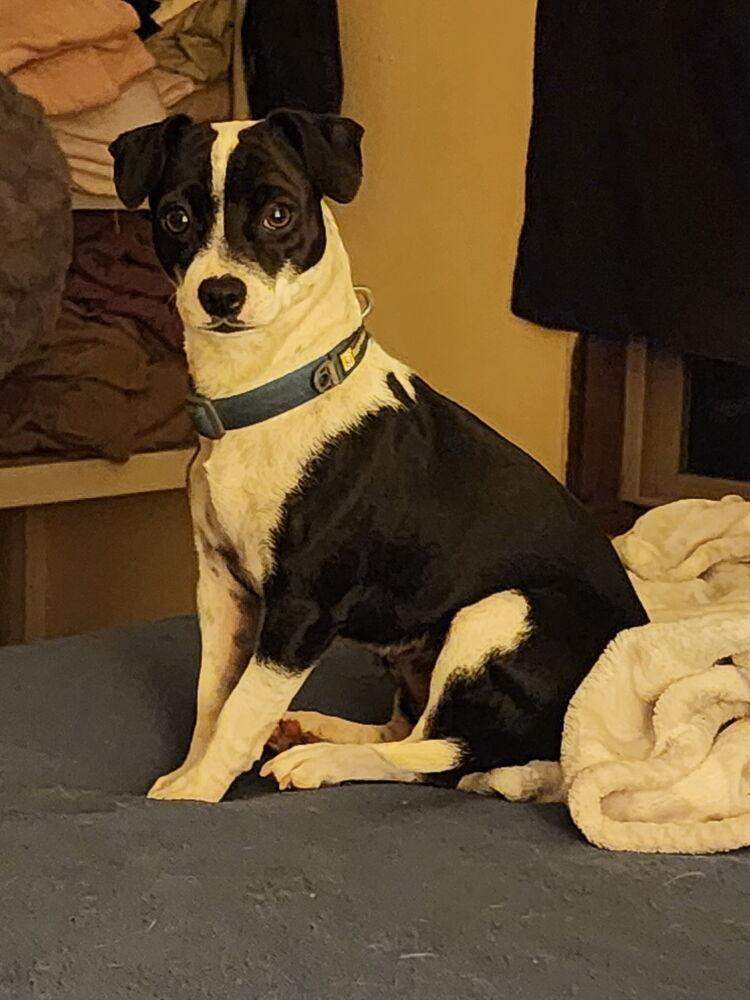 Enlarge Tessa, a Adoptable mixed breed in Bend, OR image 1/3