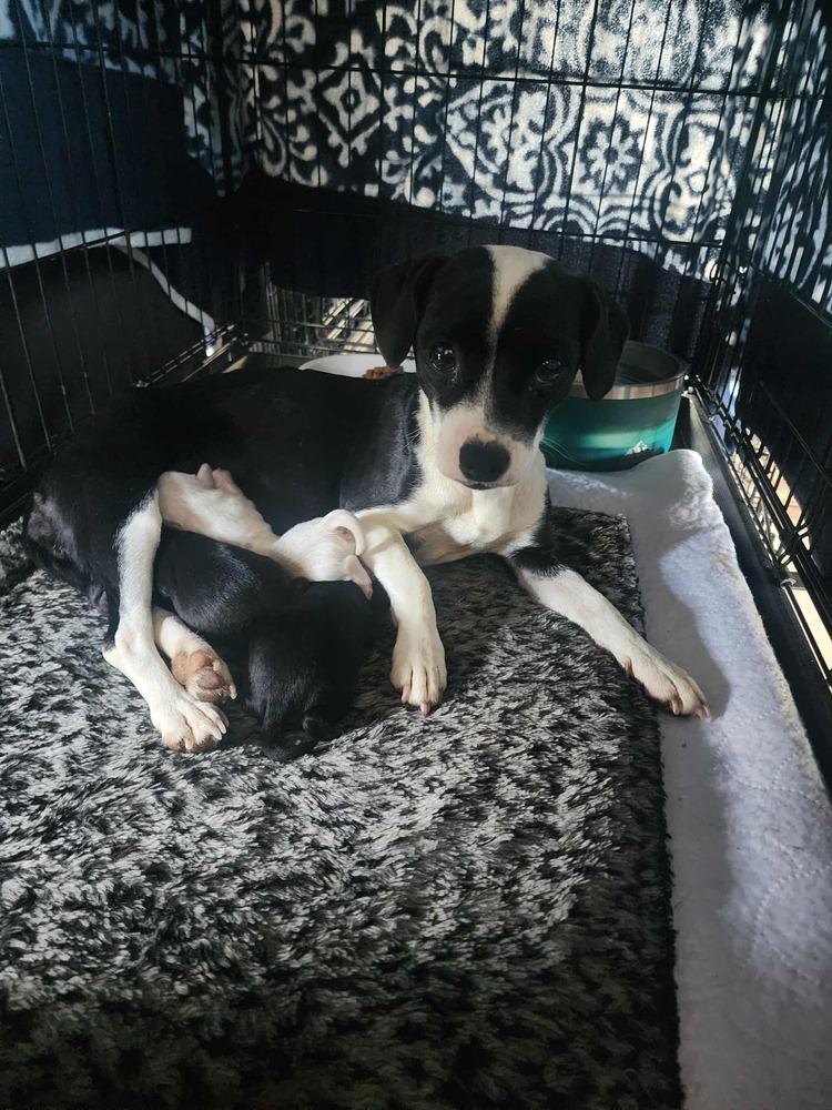 Enlarge Tessa, a Adoptable mixed breed in Bend, OR image 2/3