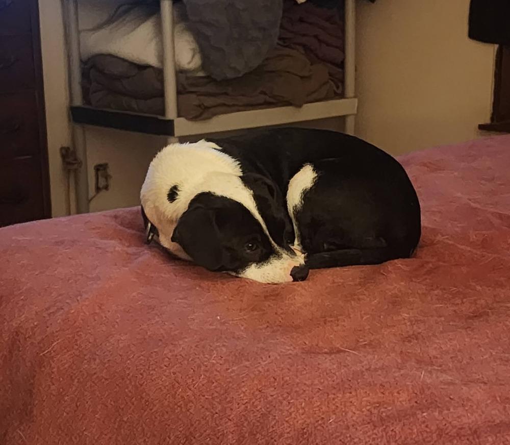 Enlarge Tessa, a Adoptable mixed breed in Bend, OR image 3/3