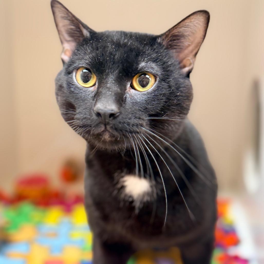 Enlarge Oliver, a Adoptable Domestic Short Hair in Champaign, IL image 1/3
