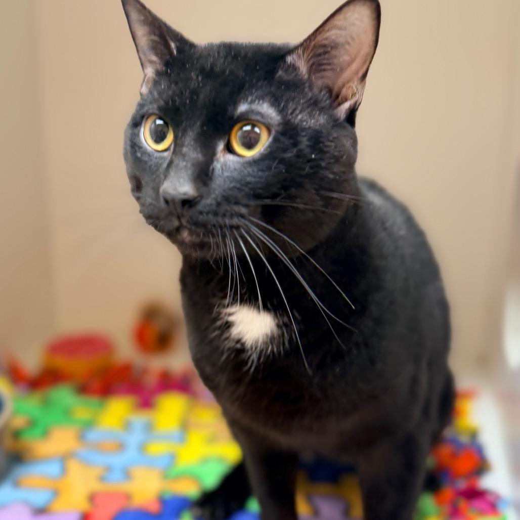 Enlarge Oliver, a Adoptable Domestic Short Hair in Champaign, IL image 2/3