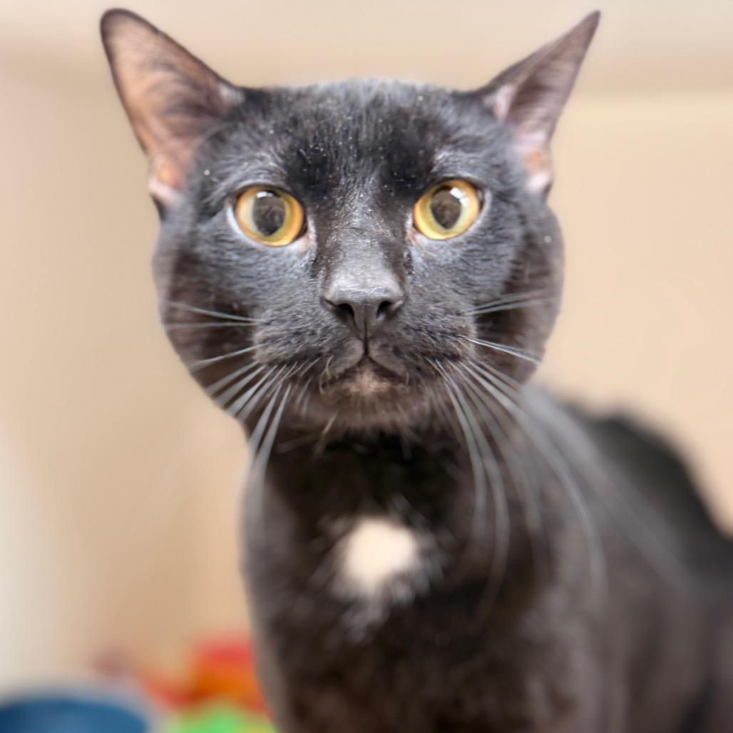 Enlarge Oliver, a Adoptable Domestic Short Hair in Champaign, IL image 3/3