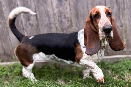 LEIA - ADOPTION PENDING! — thumbnail 2