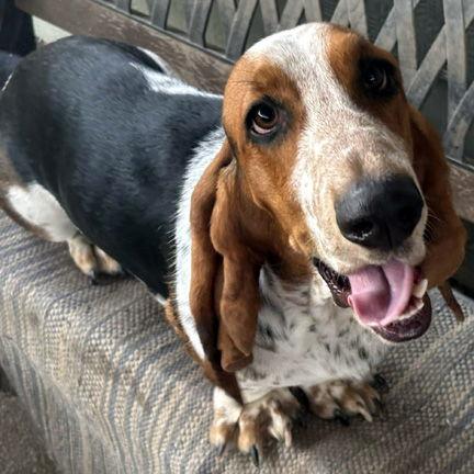 LEIA - ADOPTION PENDING! — thumbnail 3