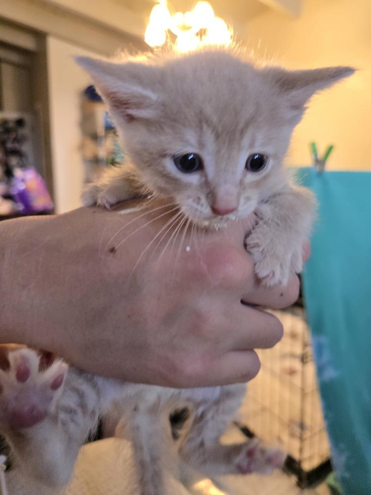 Croissant, Adopted, Kitten Male Domestic Short Hair.