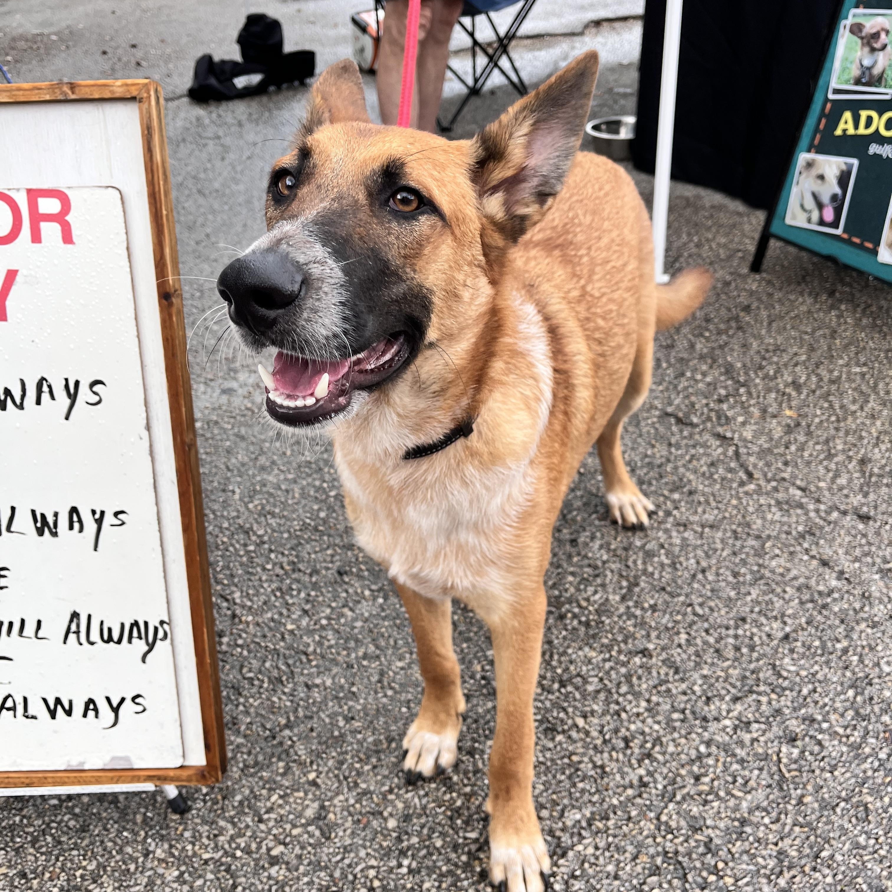 Scout, a Adoptable mixed breed in Arlington, WA image 2/6