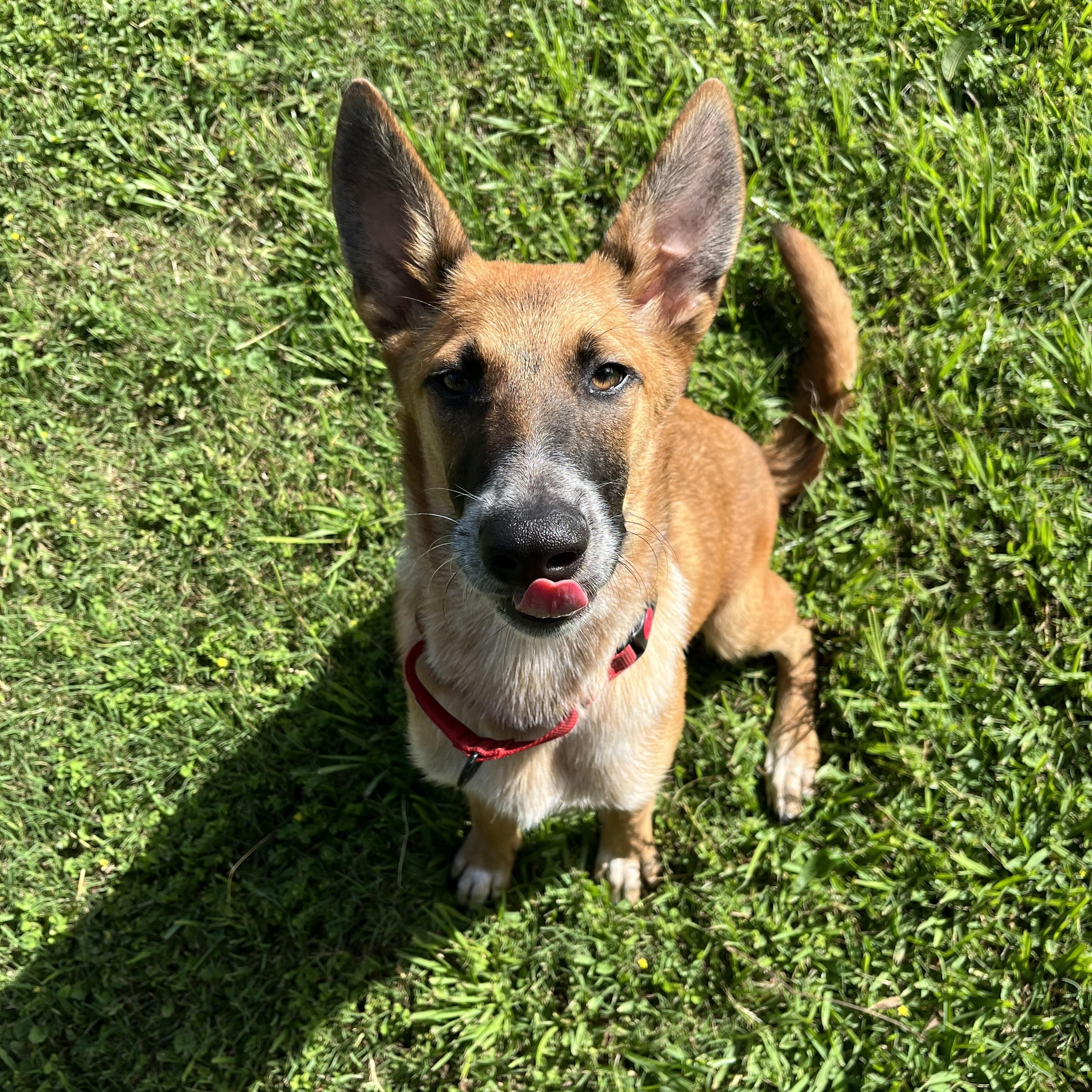Scout, a Adoptable mixed breed in Arlington, WA image 4/6