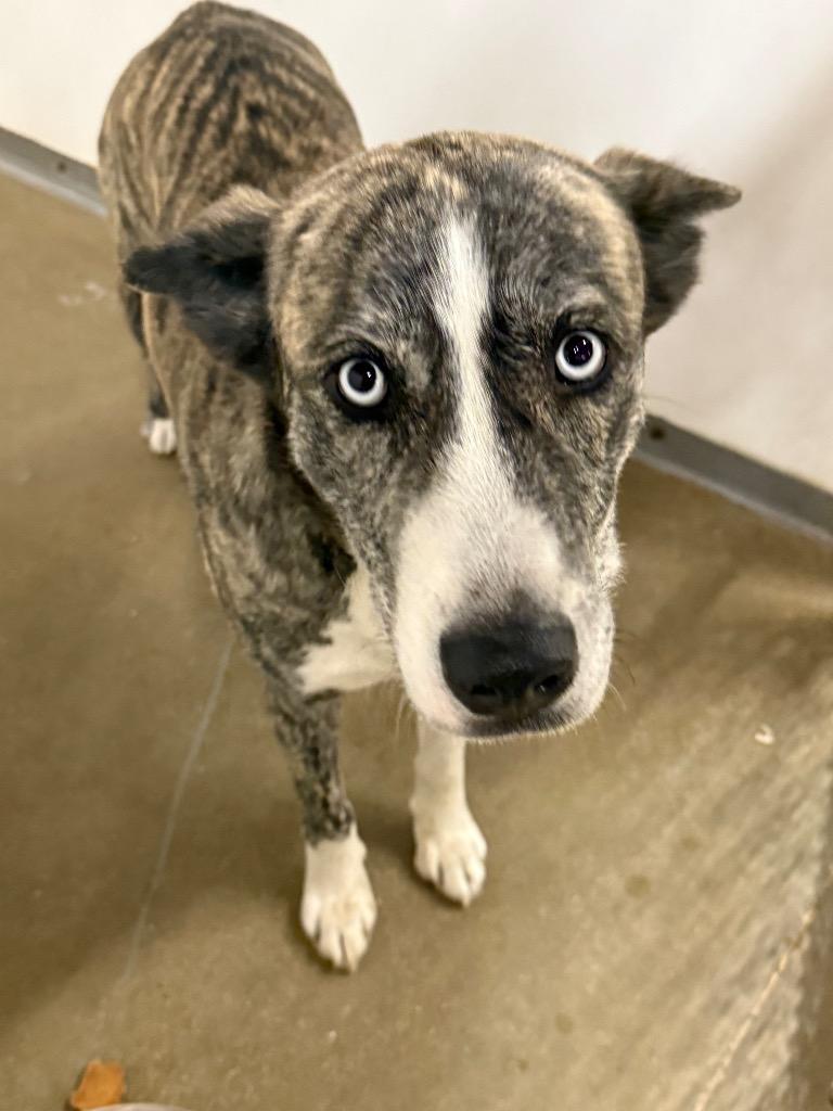 Hazel, Adoptable, Adult Female Catahoula Leopard Dog & Mixed Breed.