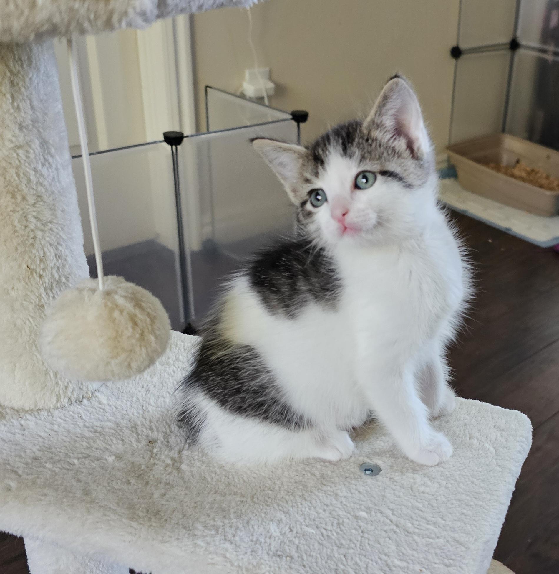 Chicken Salad, Adoptable, Kitten Female Domestic Short Hair.