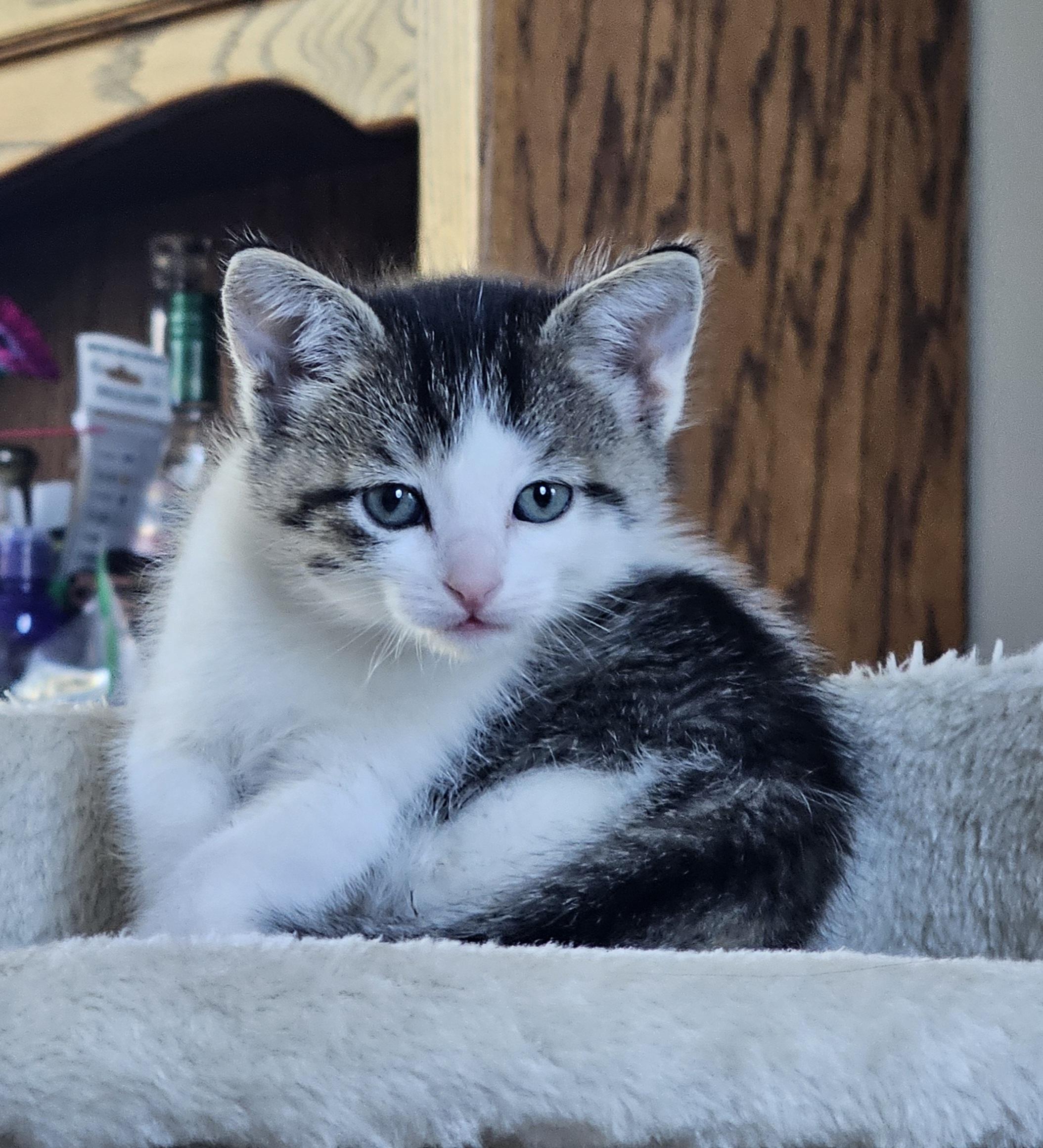 Enlarge Chicken Salad, a Adoptable Domestic Short Hair in Fruit Heights, UT image 2/6
