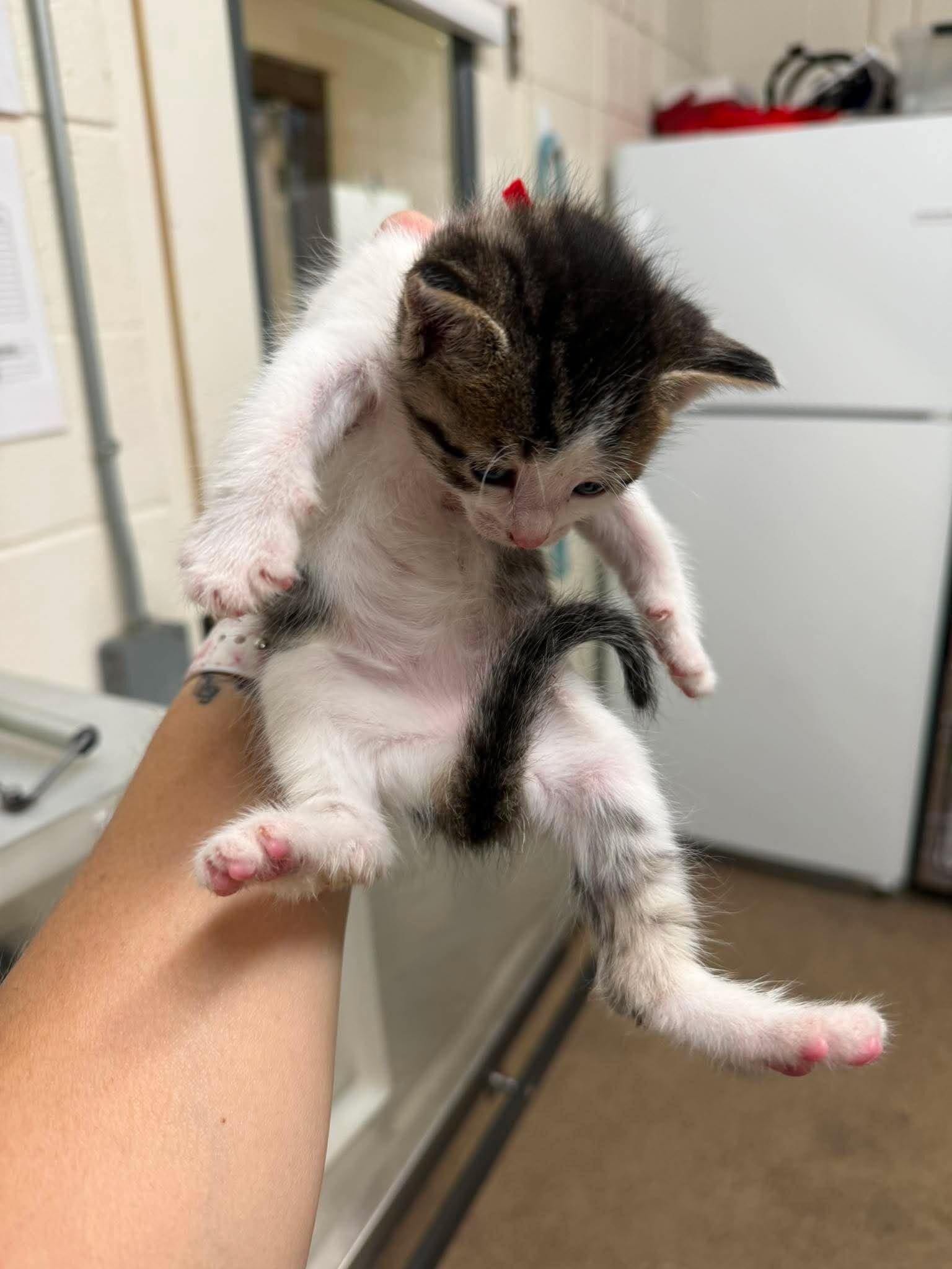 Enlarge Chicken Salad, a Adoptable Domestic Short Hair in Fruit Heights, UT image 3/6