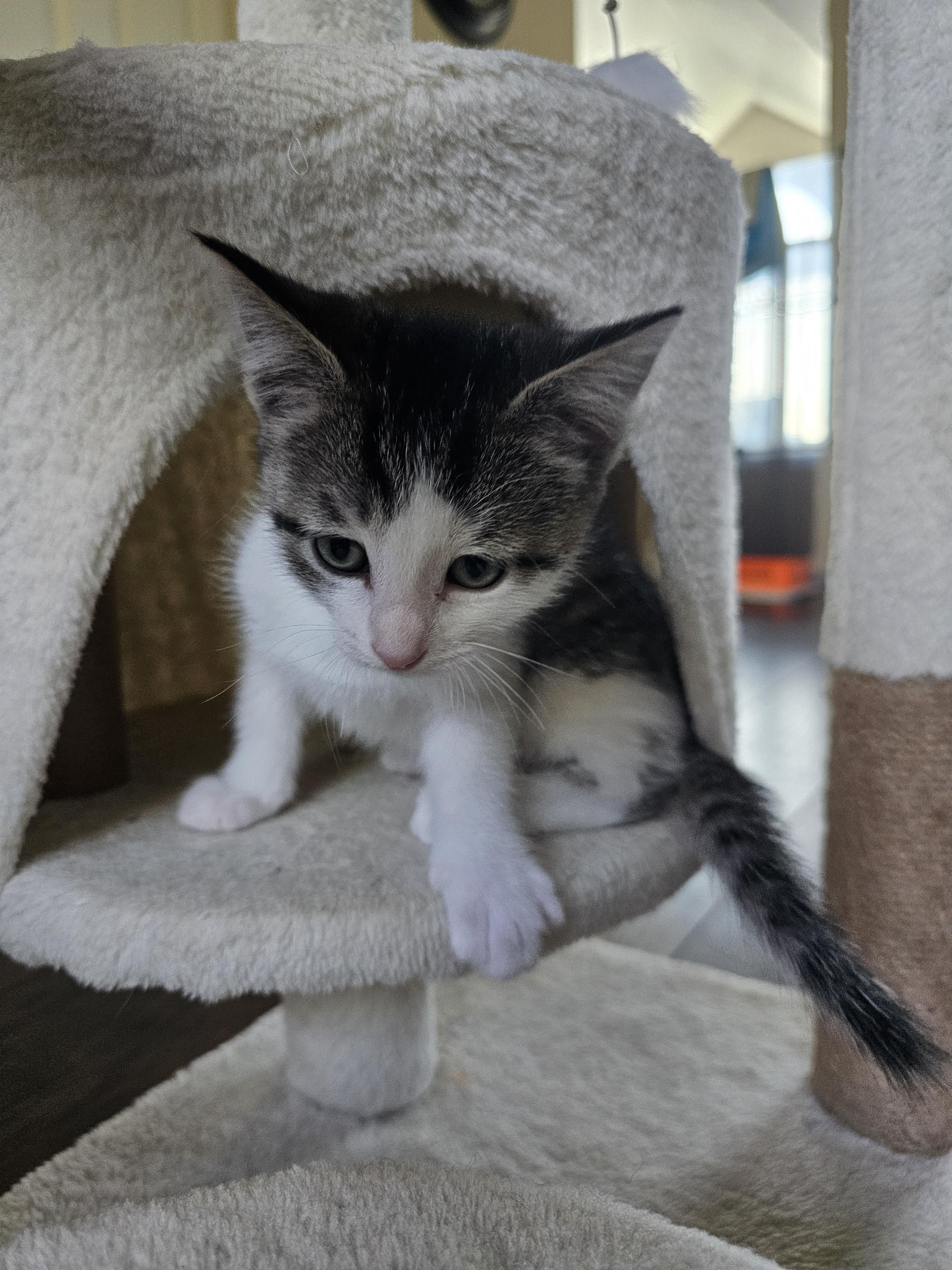 Enlarge Chicken Salad, a Adoptable Domestic Short Hair in Fruit Heights, UT image 4/6