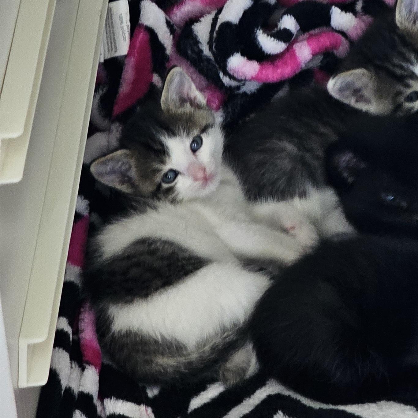 Enlarge Chicken Salad, a Adoptable Domestic Short Hair in Fruit Heights, UT image 5/6