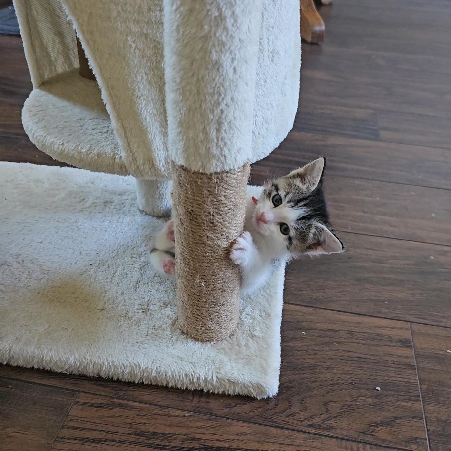 Enlarge Chicken Salad, a Adoptable Domestic Short Hair in Fruit Heights, UT image 6/6