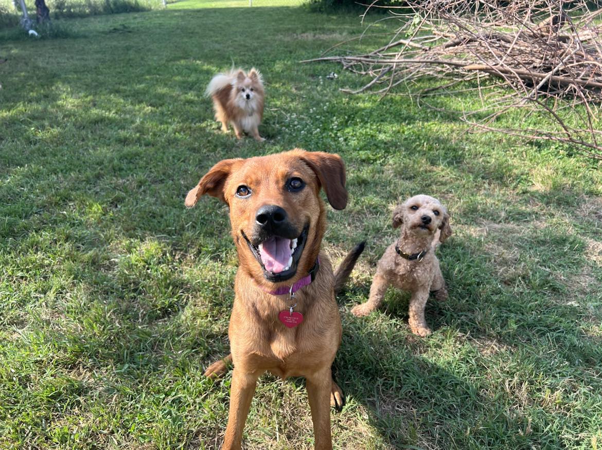 Nyla, a Adoptable mixed breed in Oklahoma City, OK image 2/6