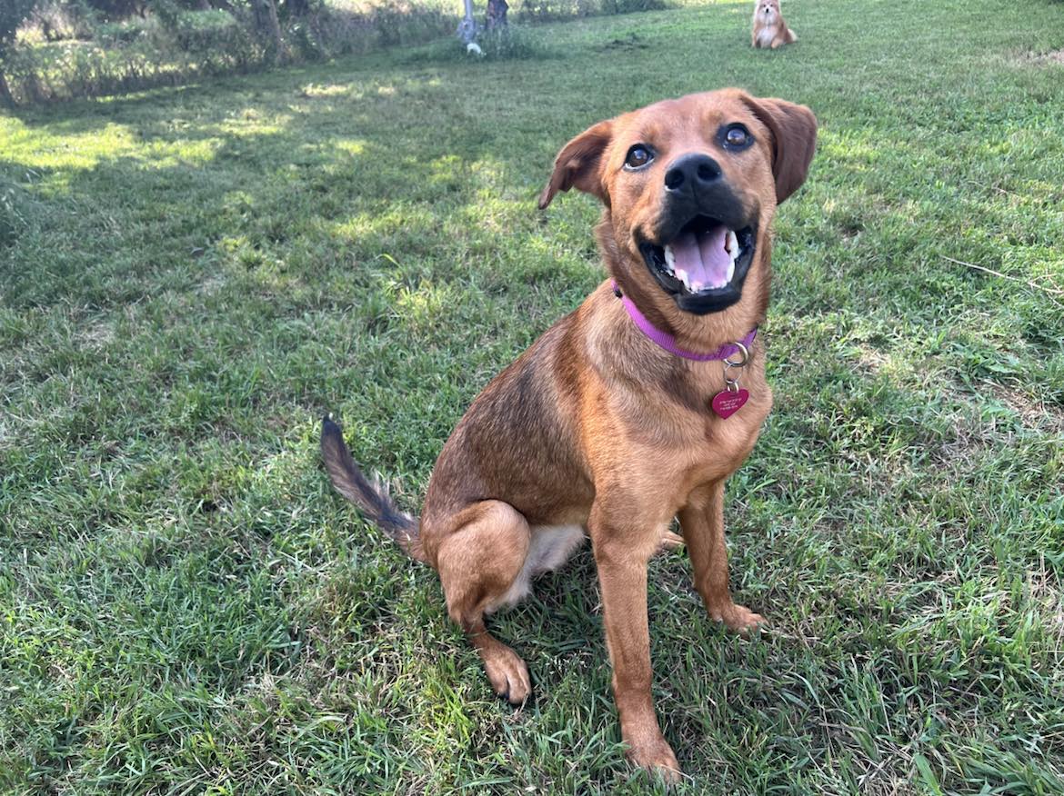 Nyla, a Adoptable mixed breed in Oklahoma City, OK image 1/6