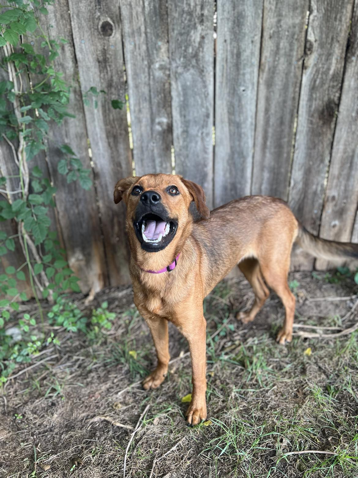 Nyla, a Adoptable mixed breed in Oklahoma City, OK image 4/6