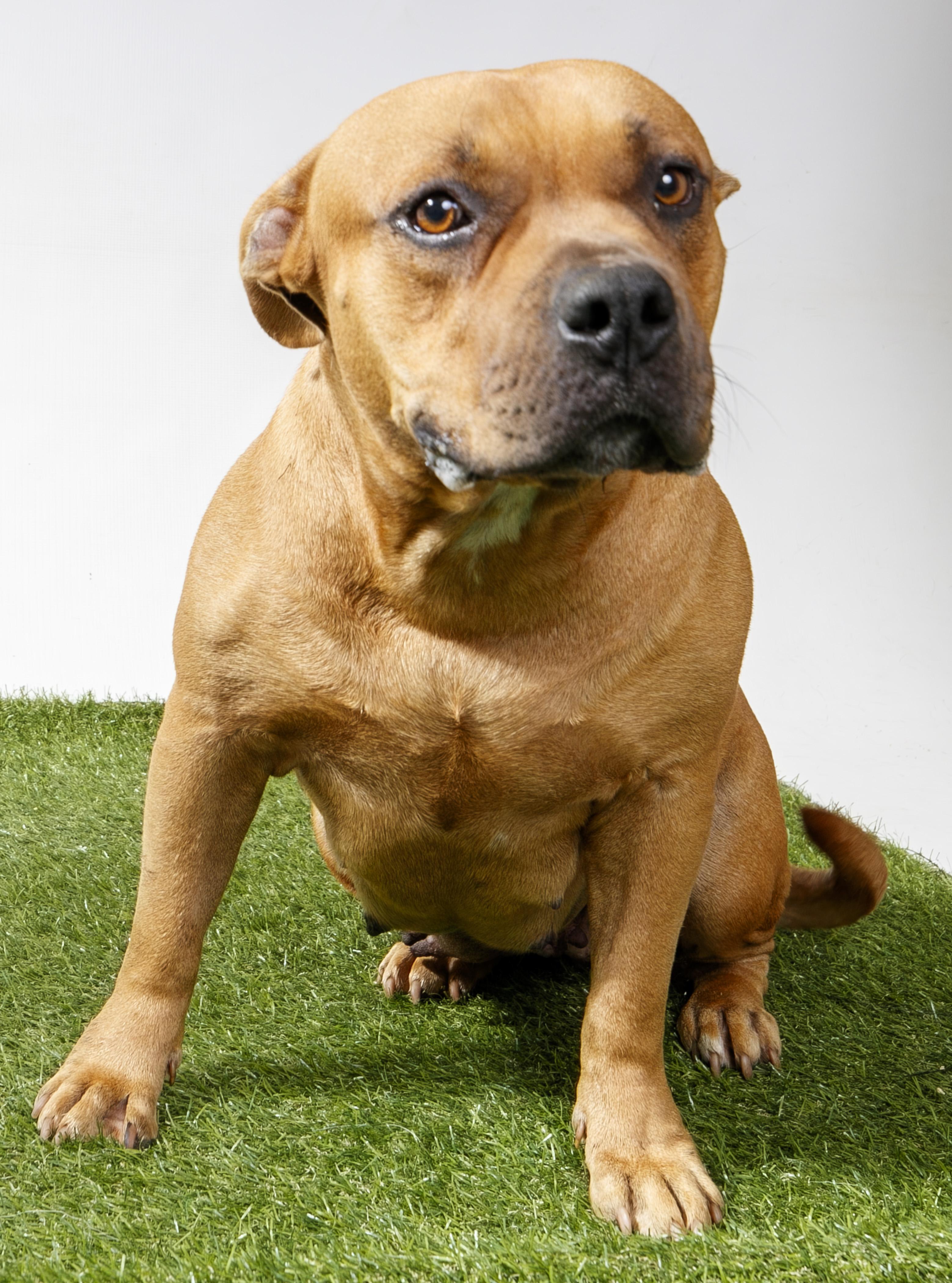 Canela, Adoptable, Adult Female Pit Bull Terrier.