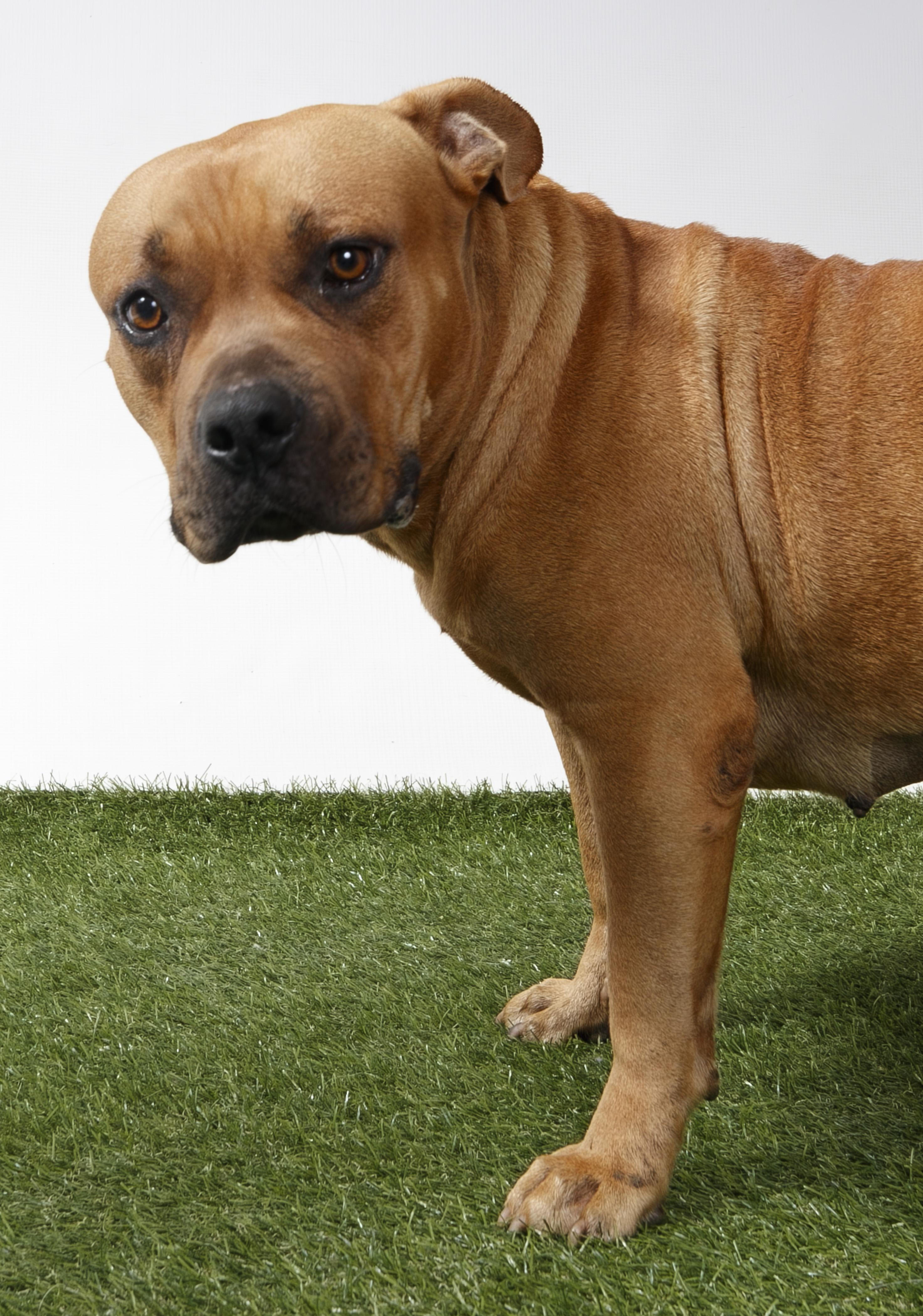Enlarge Canela, a Adoptable Pit Bull Terrier in Harvey , LA image 3/4