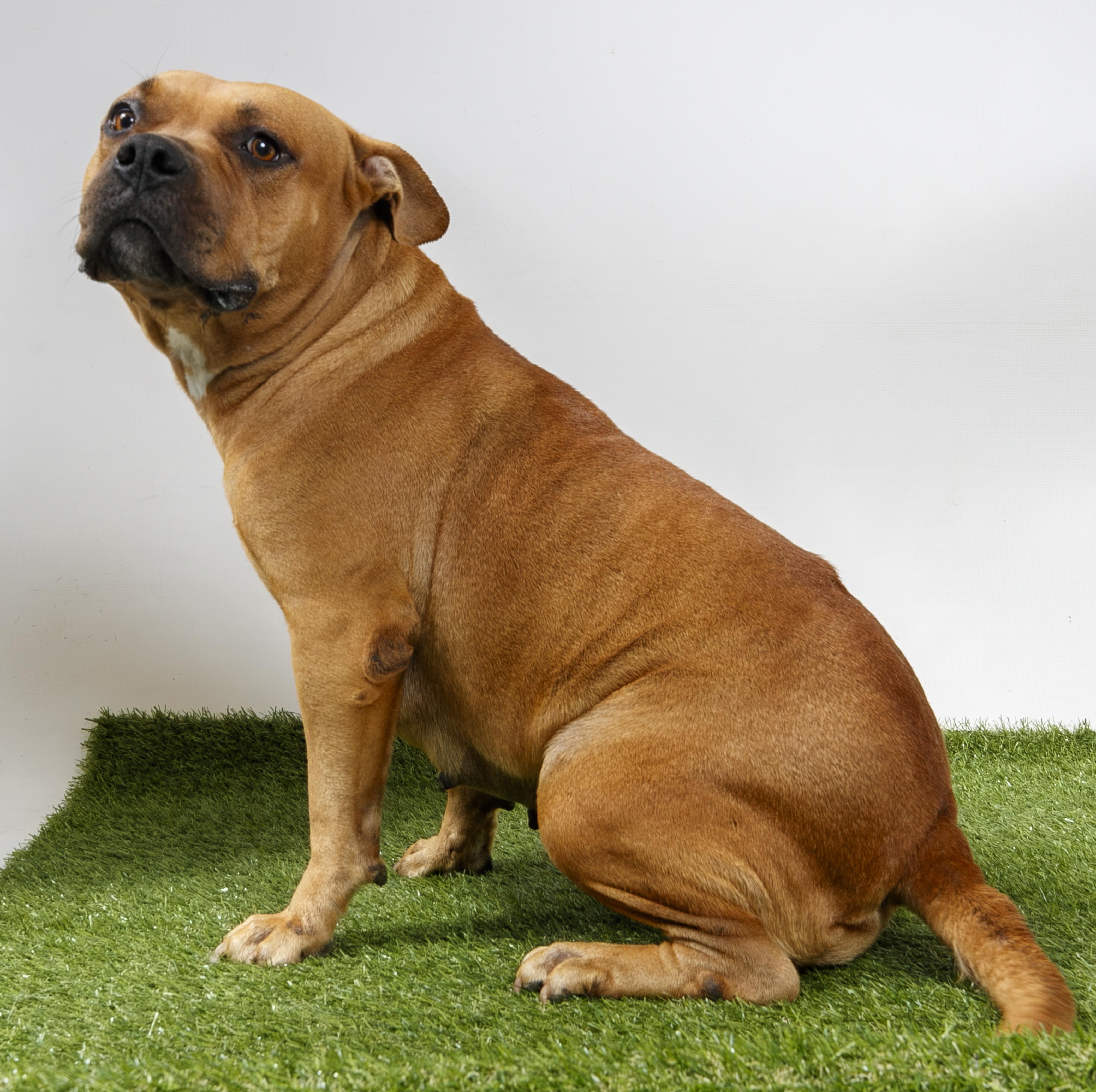 Enlarge Canela, a Adoptable Pit Bull Terrier in Harvey , LA image 2/4