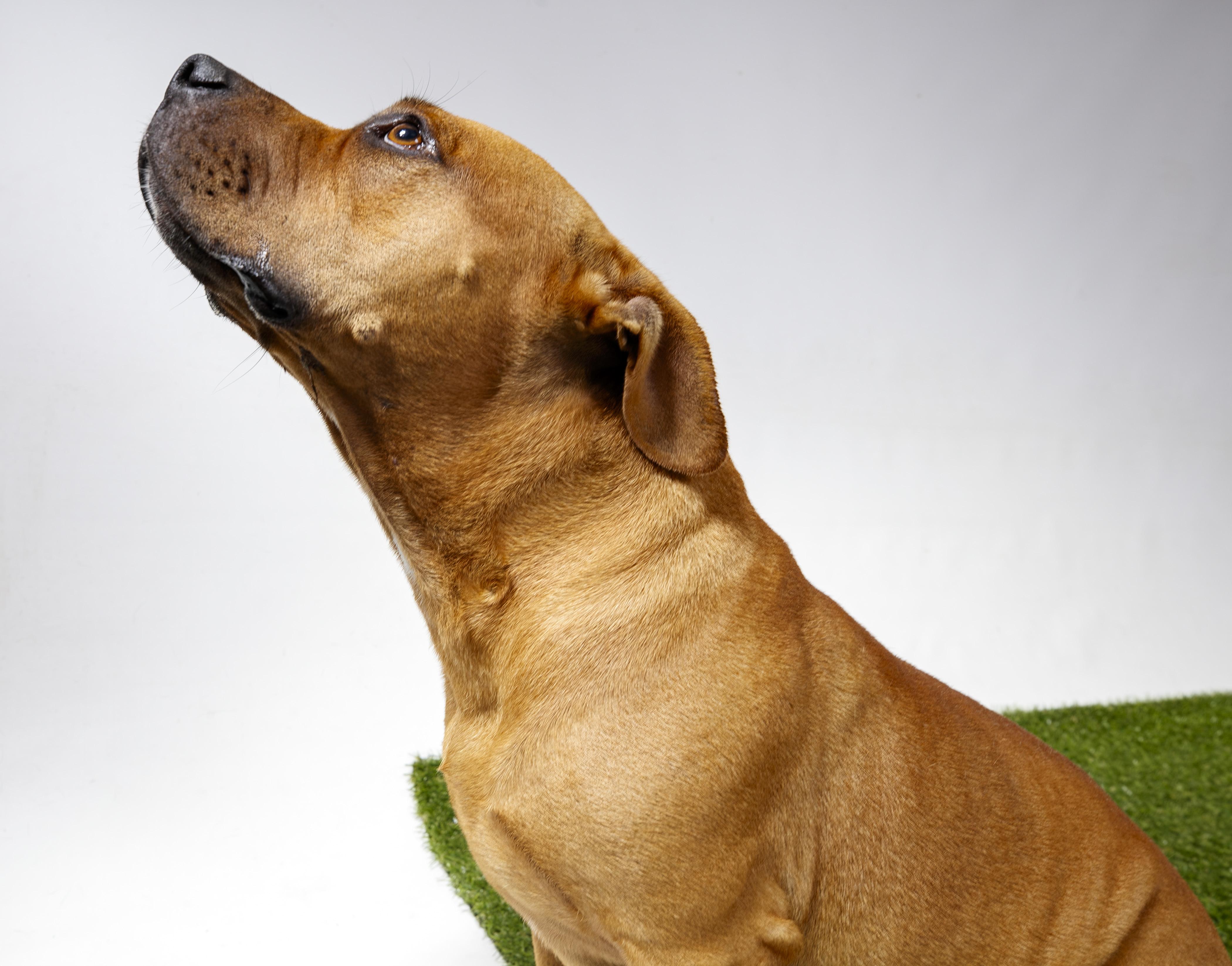 Enlarge Canela, a Adoptable Pit Bull Terrier in Harvey , LA image 4/4