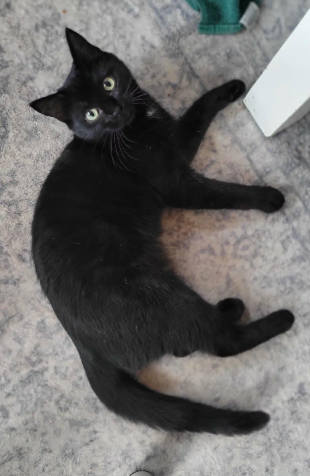 Princess, a ADOPTABLE Domestic Short Hair in Salt Spring Island, BC image 3/5