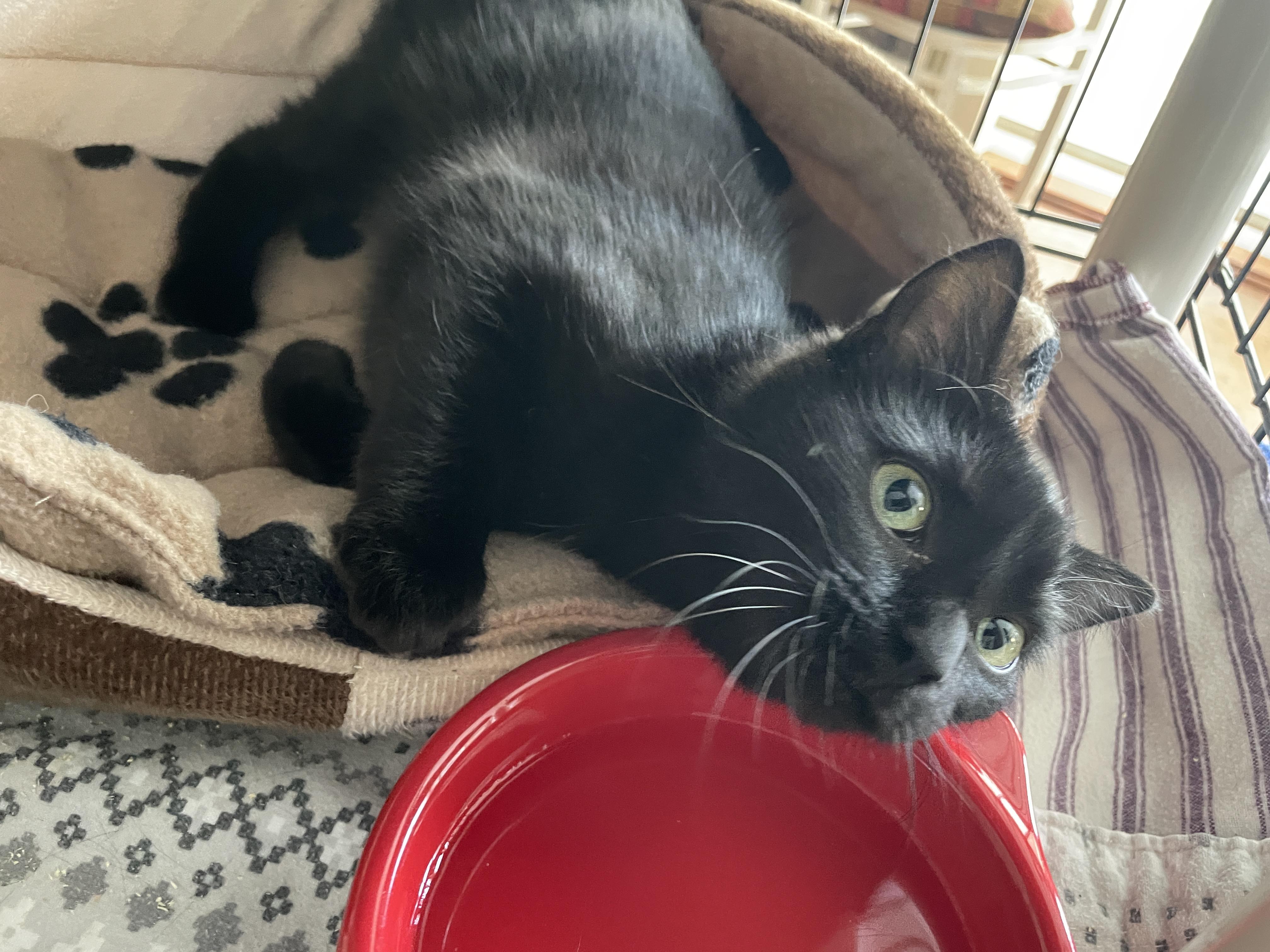 Princess, a ADOPTABLE Domestic Short Hair in Salt Spring Island, BC image 5/5