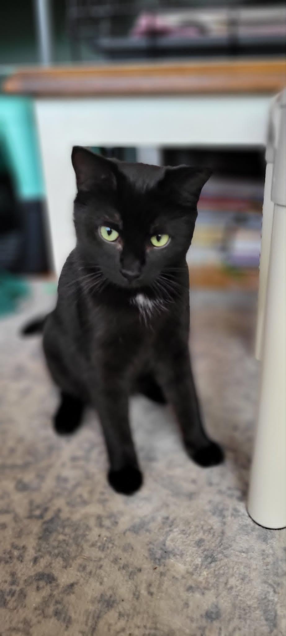 Princess, a ADOPTABLE Domestic Short Hair in Salt Spring Island, BC image 4/5