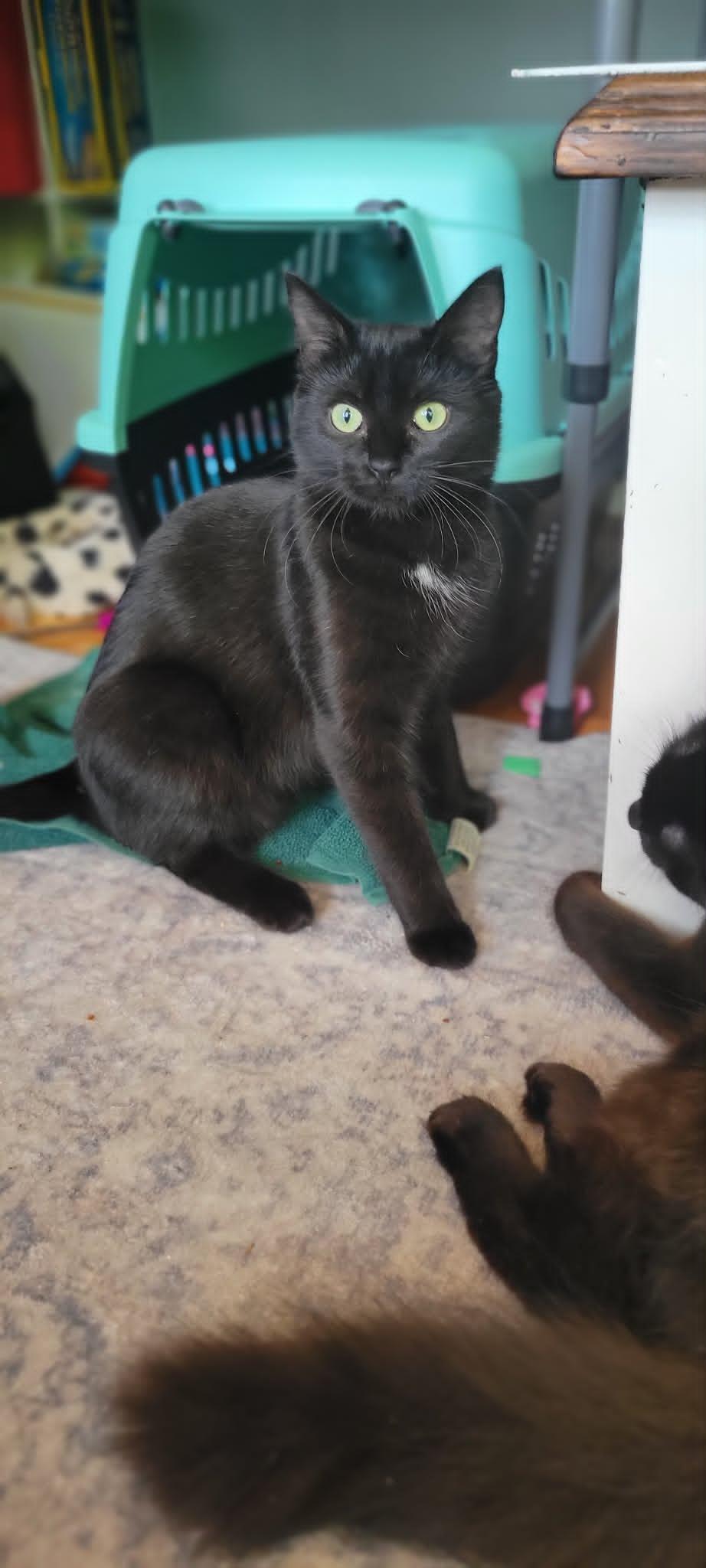 Princess, a ADOPTABLE Domestic Short Hair in Salt Spring Island, BC image 2/5