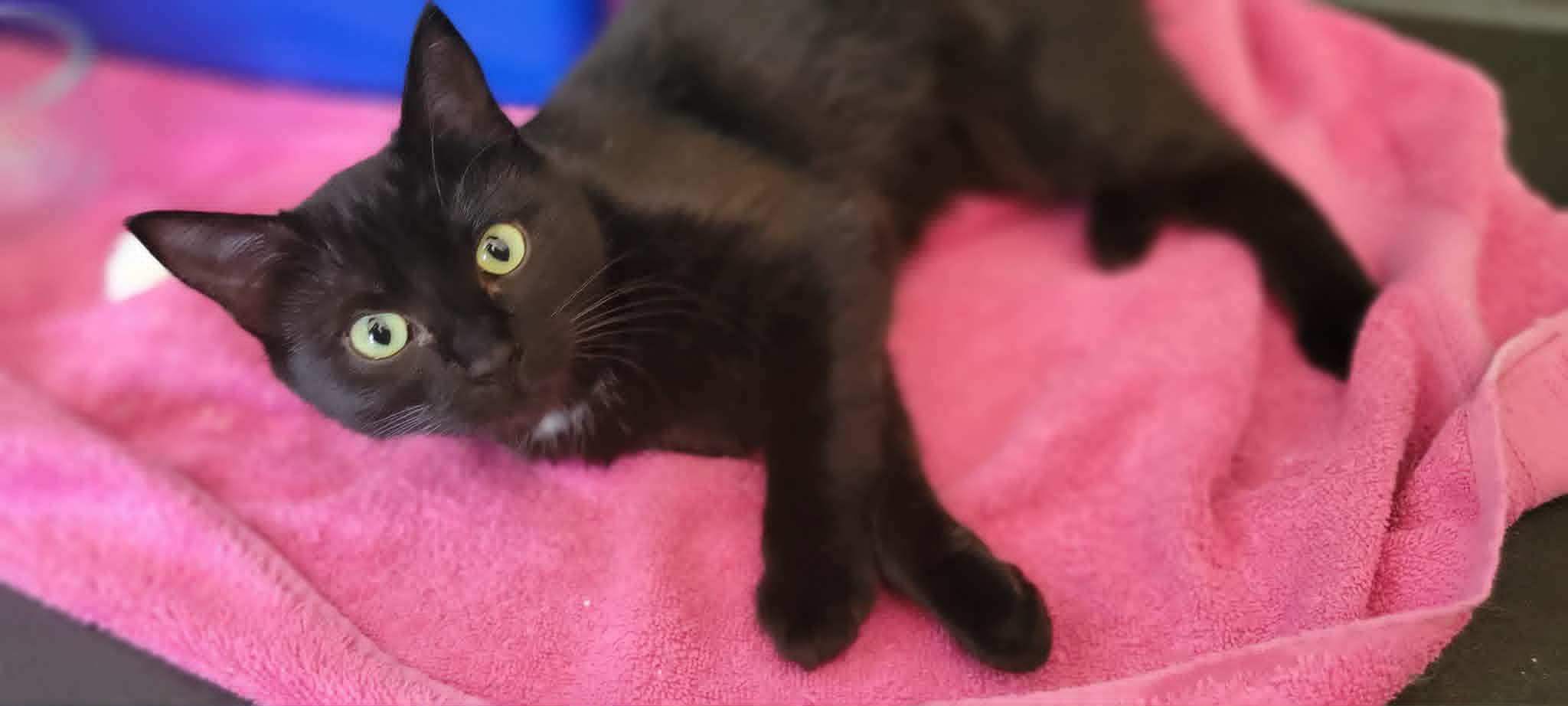 Princess, a ADOPTABLE Domestic Short Hair in Salt Spring Island, BC image 1/5