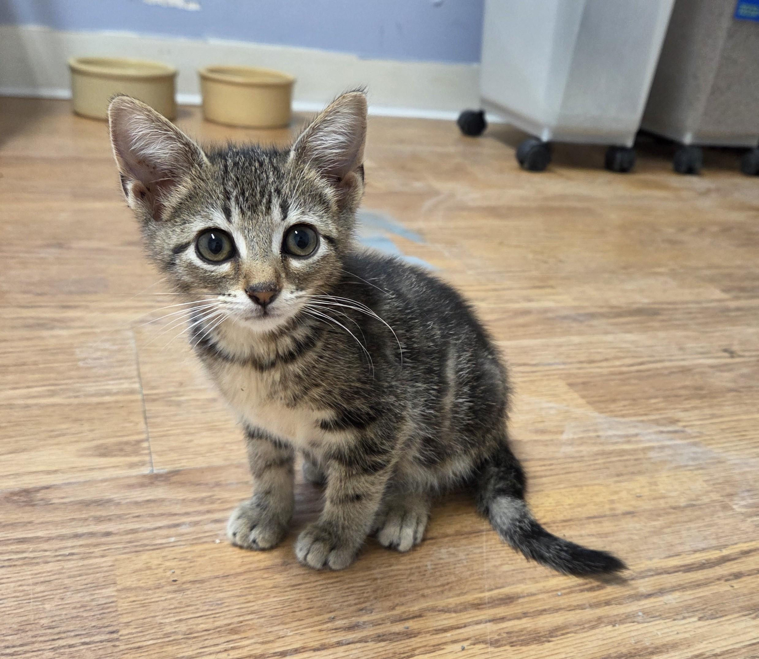 Lola, adoptable, Kitten Female Domestic Short Hair.