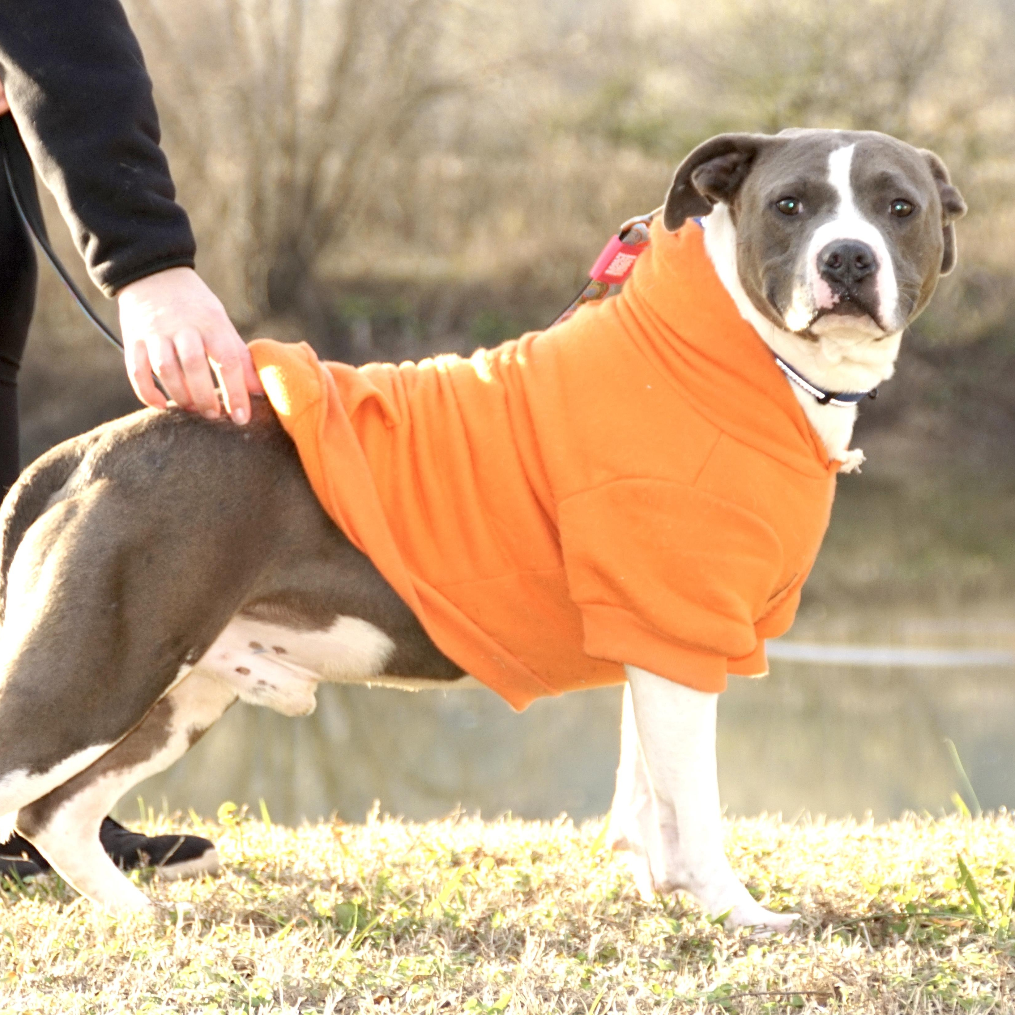 Enlarge Blaze -s, a ADOPTABLE mixed breed in Sequatchie, TN image 4/6