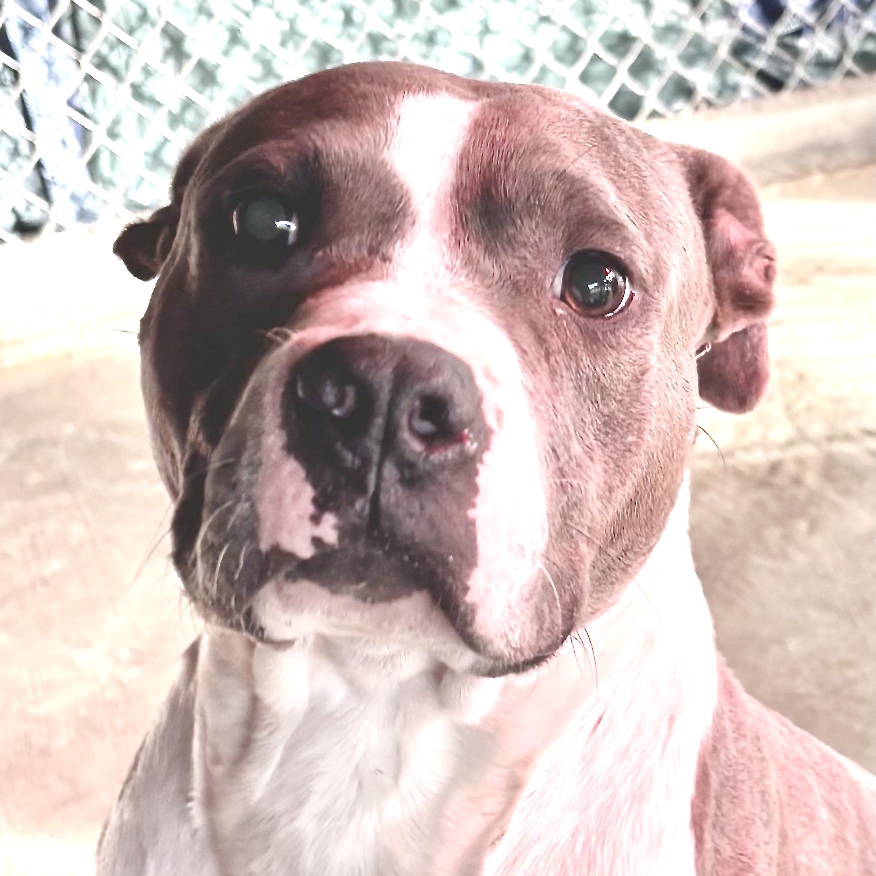 Enlarge Blaze -s, a ADOPTABLE mixed breed in Sequatchie, TN image 5/6