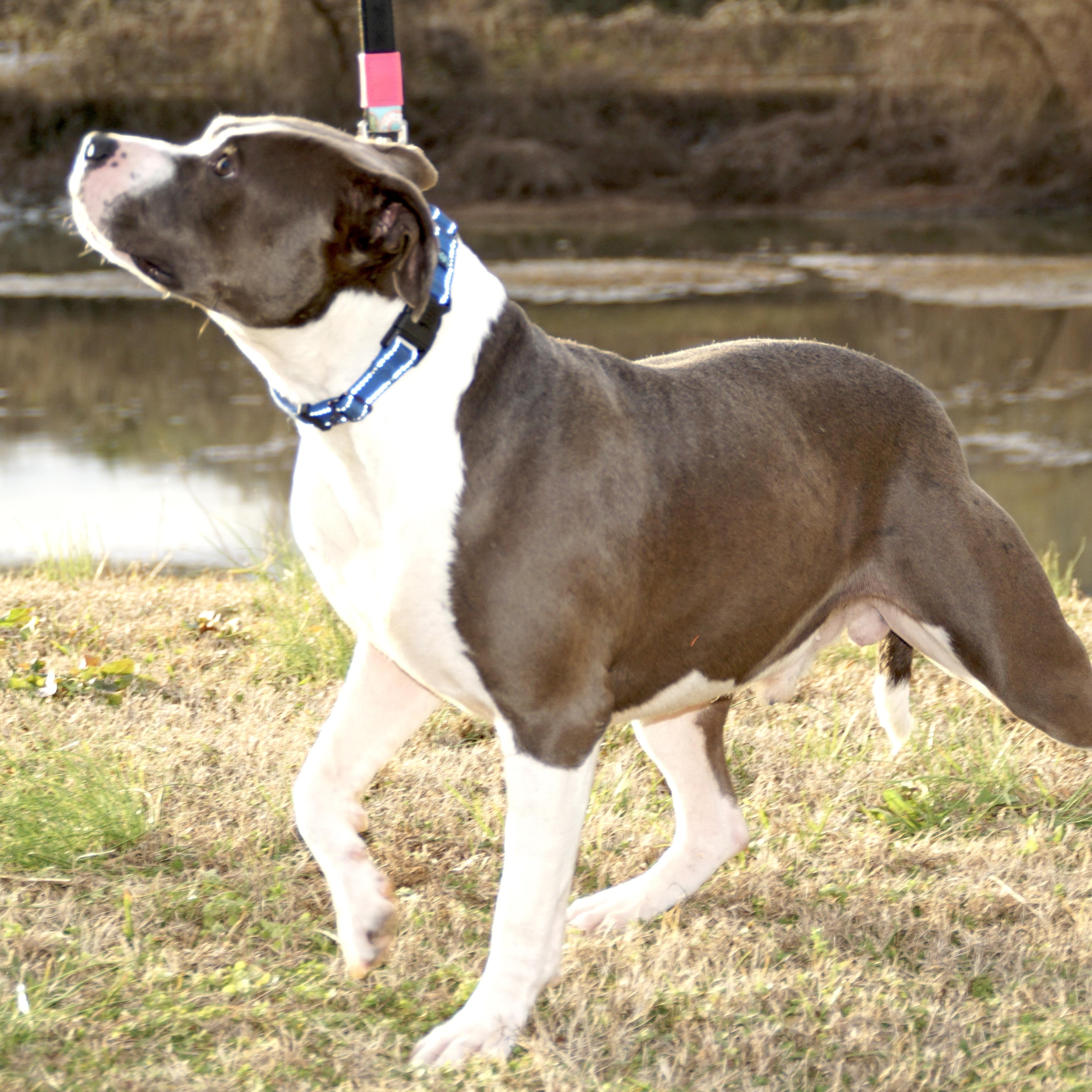 Enlarge Blaze -s, a ADOPTABLE mixed breed in Sequatchie, TN image 3/6