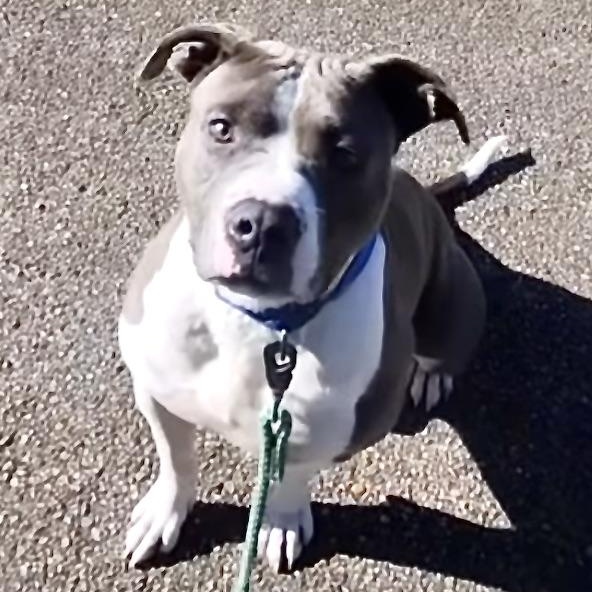 Enlarge Blaze -s, a ADOPTABLE mixed breed in Sequatchie, TN image 1/6