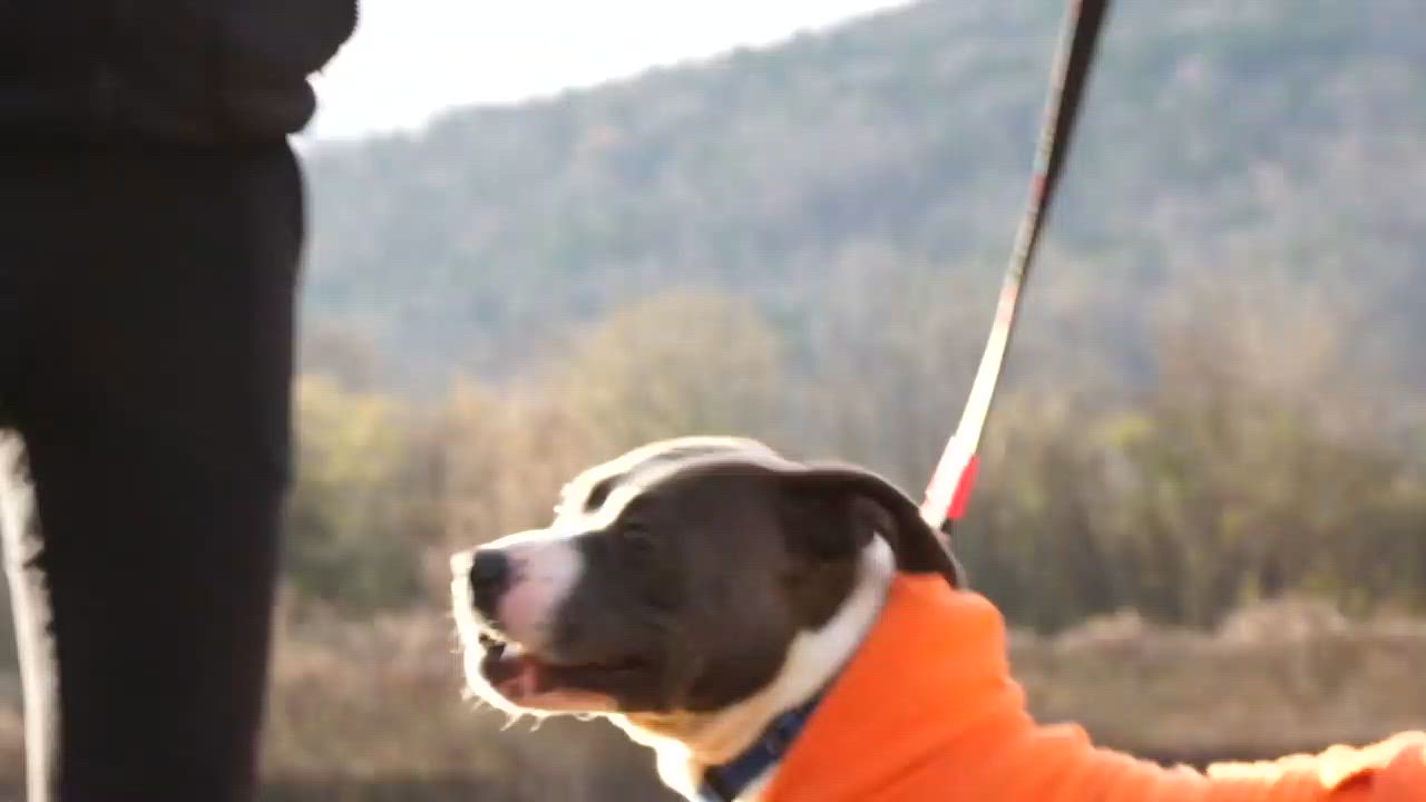 Enlarge Blaze -s, a ADOPTABLE mixed breed in Sequatchie, TN video 6/6