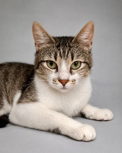 Rebecca, a Adoptable mixed breed in Fresno, CA image 1/2