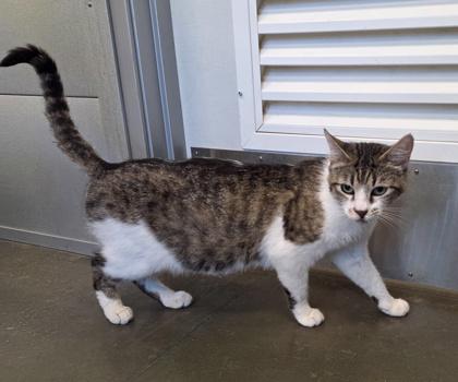 Rebecca, a Adoptable mixed breed in Fresno, CA image 2/2