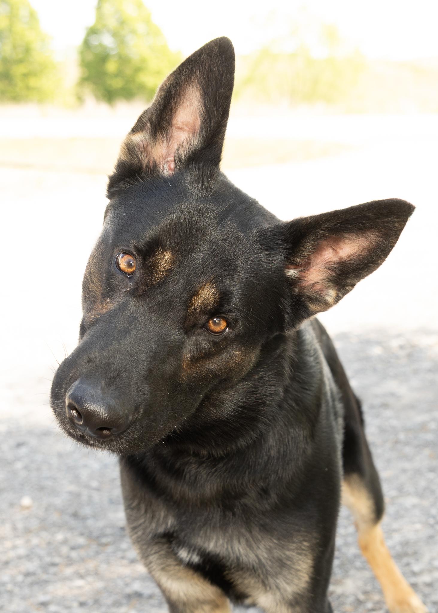 Arthur , adopted, Young Male German Shepherd Dog.