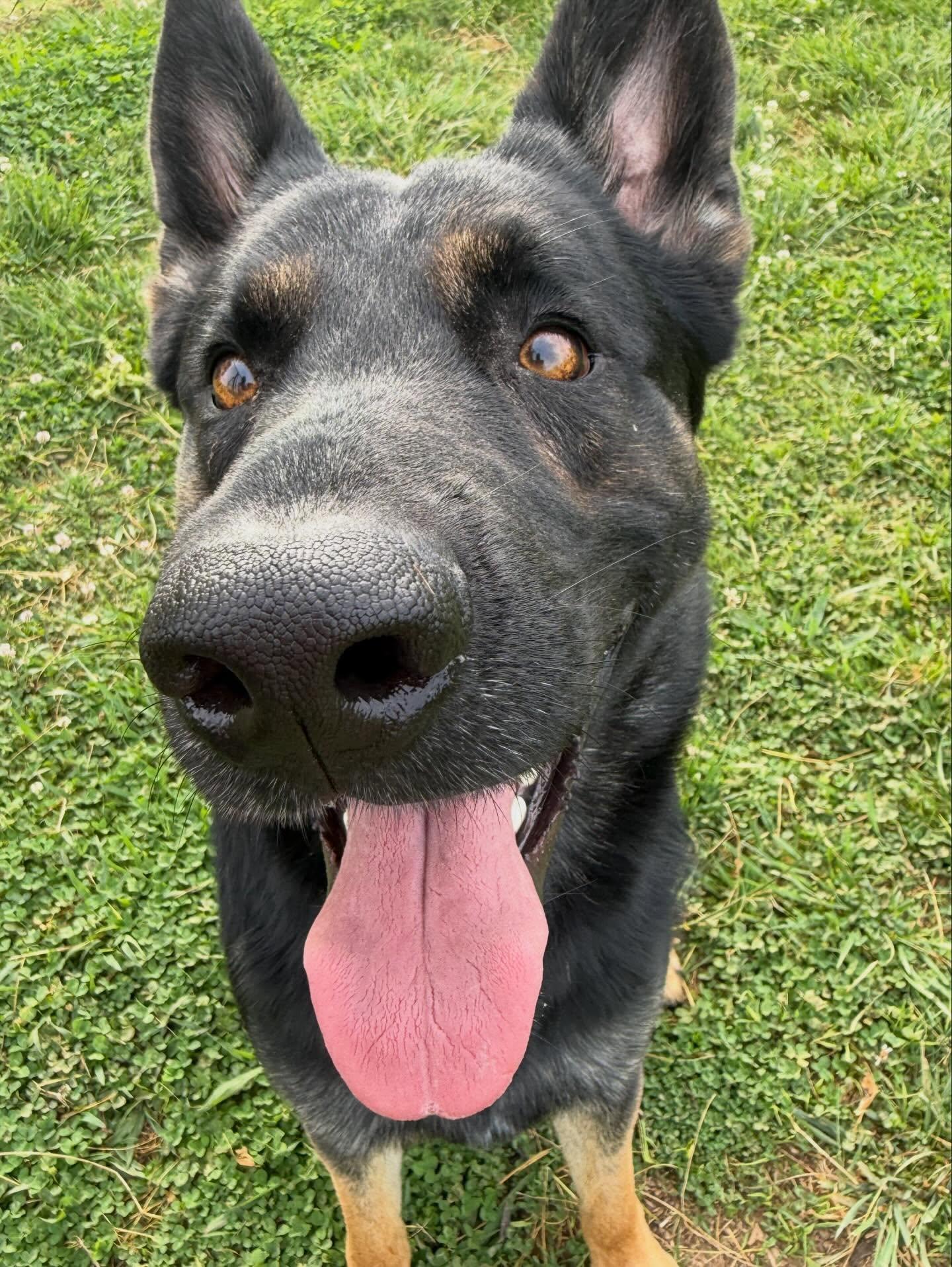 Enlarge Arthur , an adopted German Shepherd Dog in Lebanon, TN image 6/6