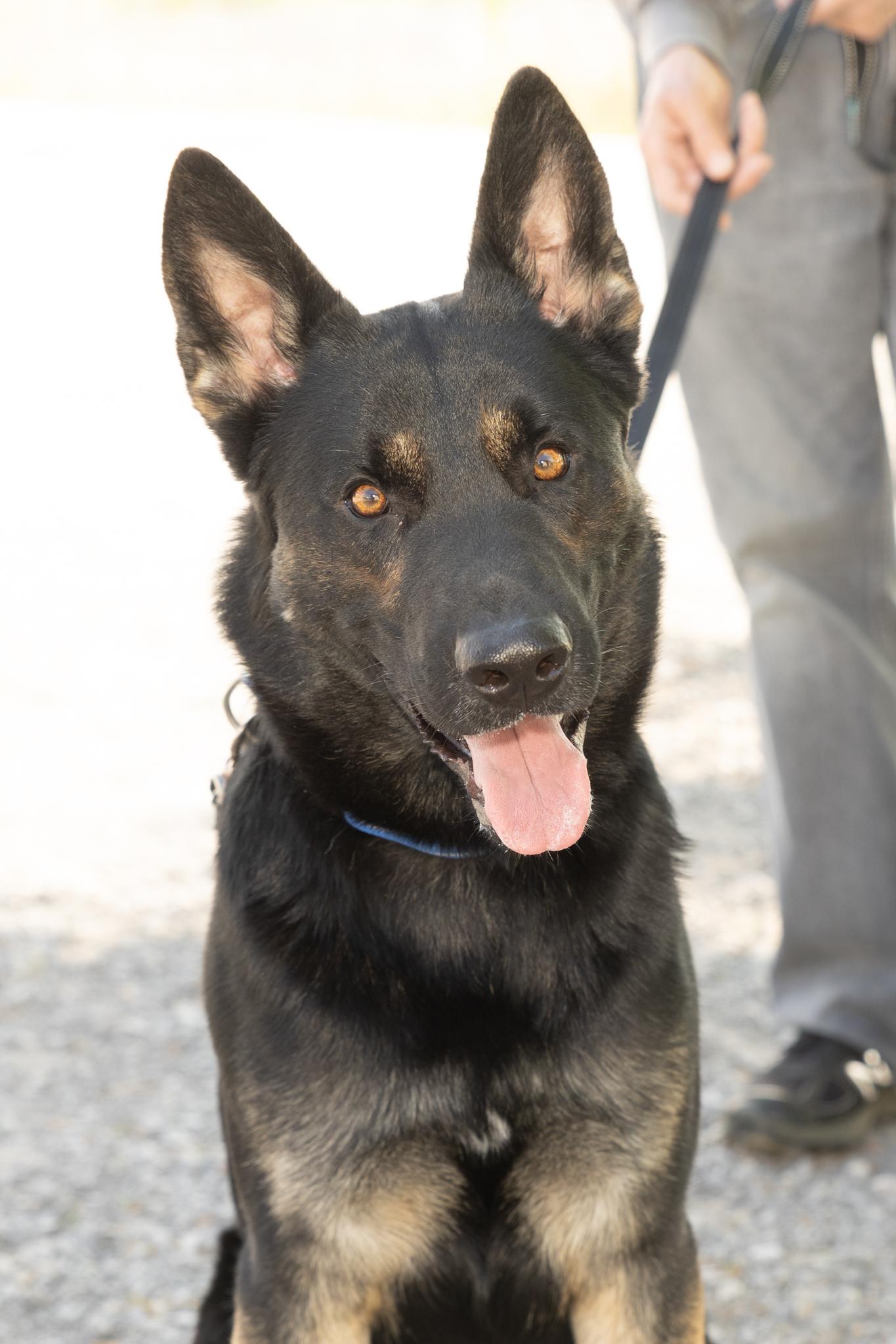 Enlarge Arthur , an adopted German Shepherd Dog in Lebanon, TN image 4/6