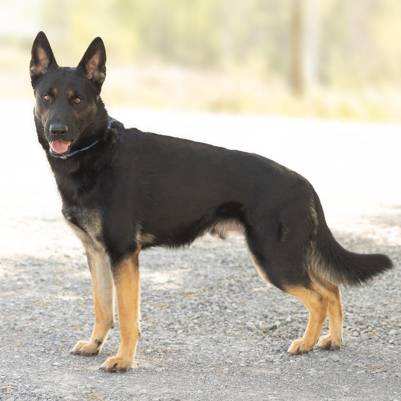 Enlarge Arthur , an adopted German Shepherd Dog in Lebanon, TN image 2/6