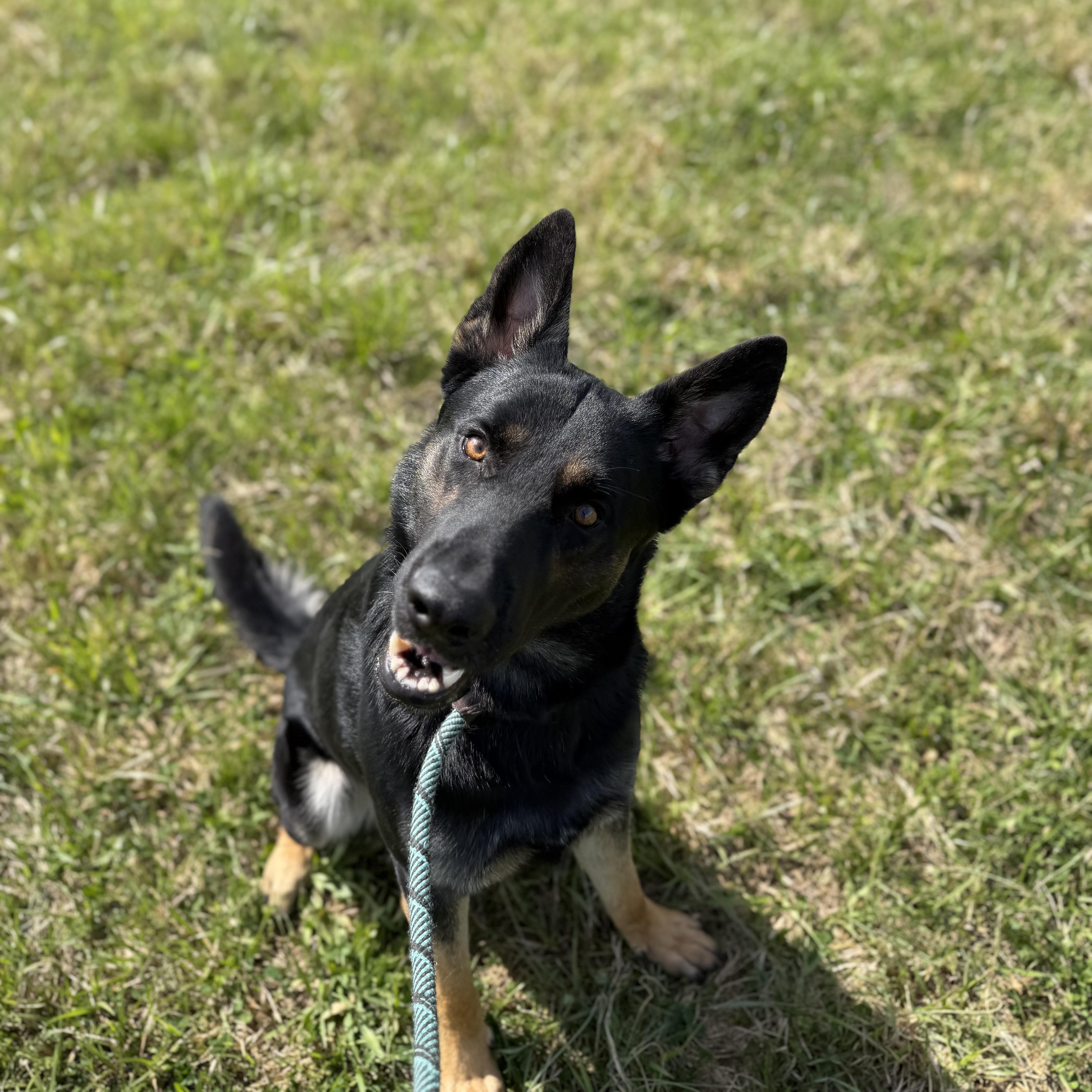 Enlarge Arthur , an adopted German Shepherd Dog in Lebanon, TN image 5/6