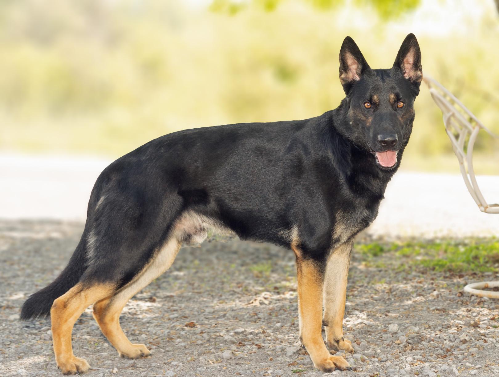 Enlarge Arthur , an adopted German Shepherd Dog in Lebanon, TN image 3/6